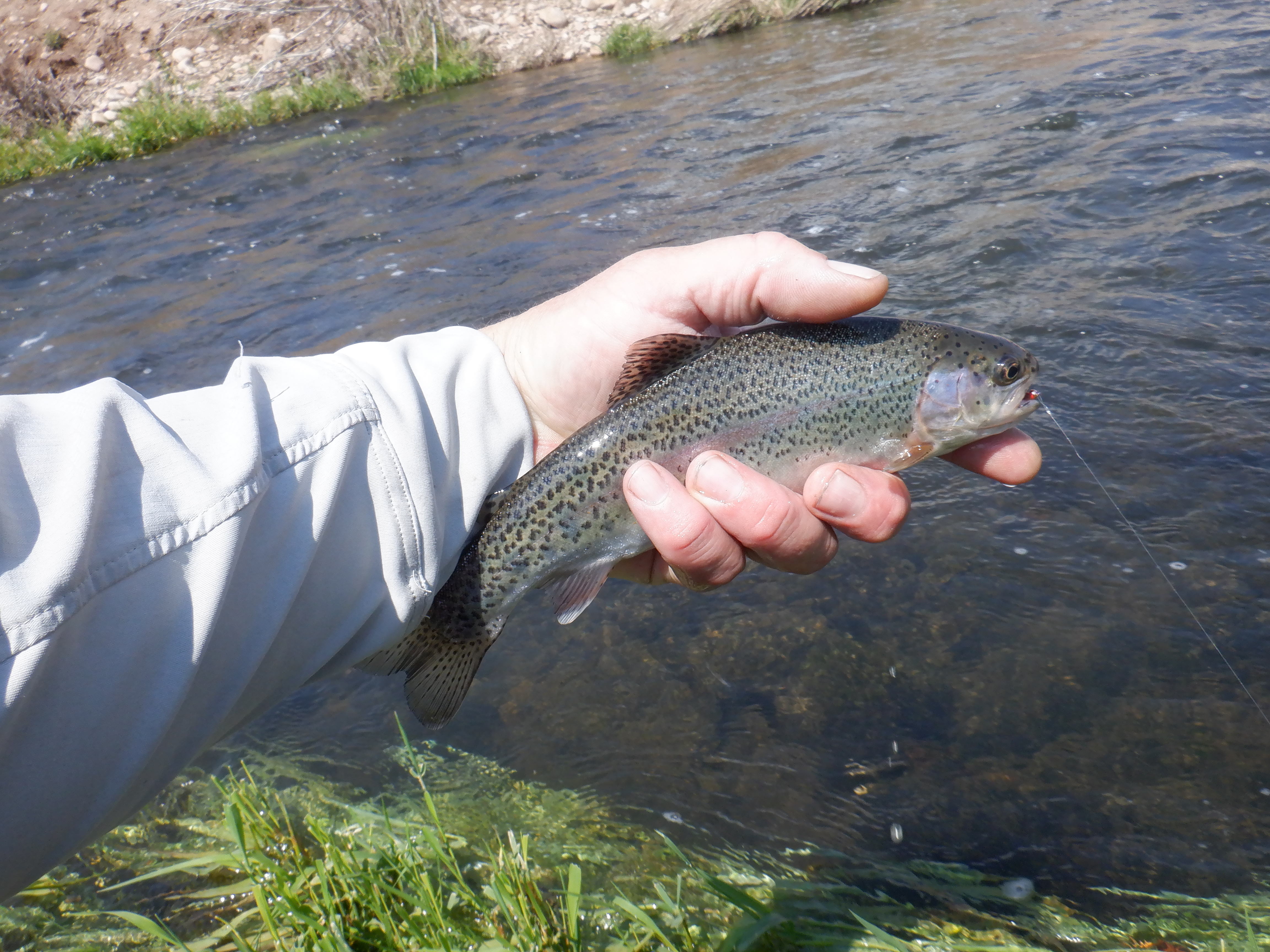 A small rainbow trout