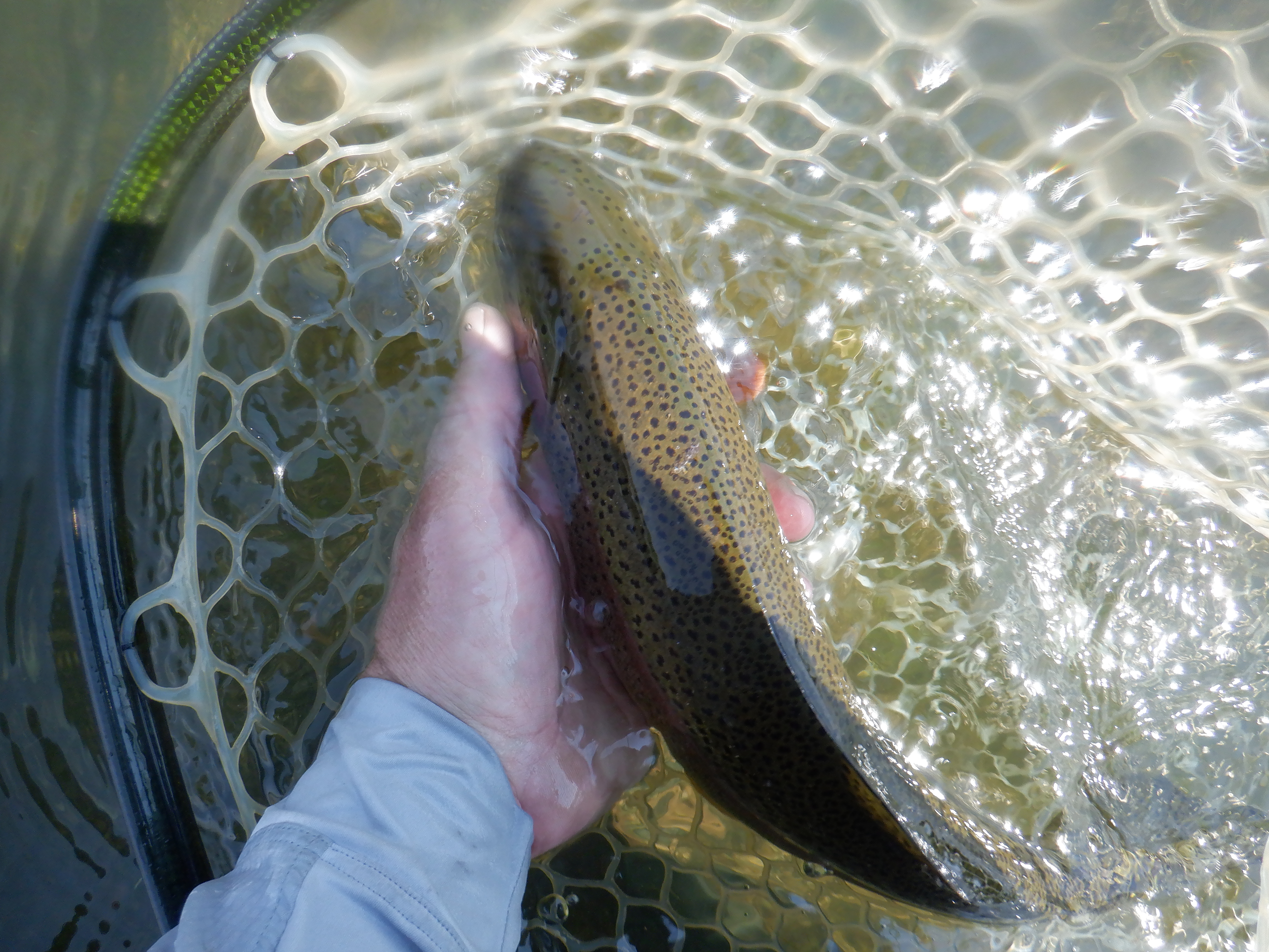 A larger rainbow trout