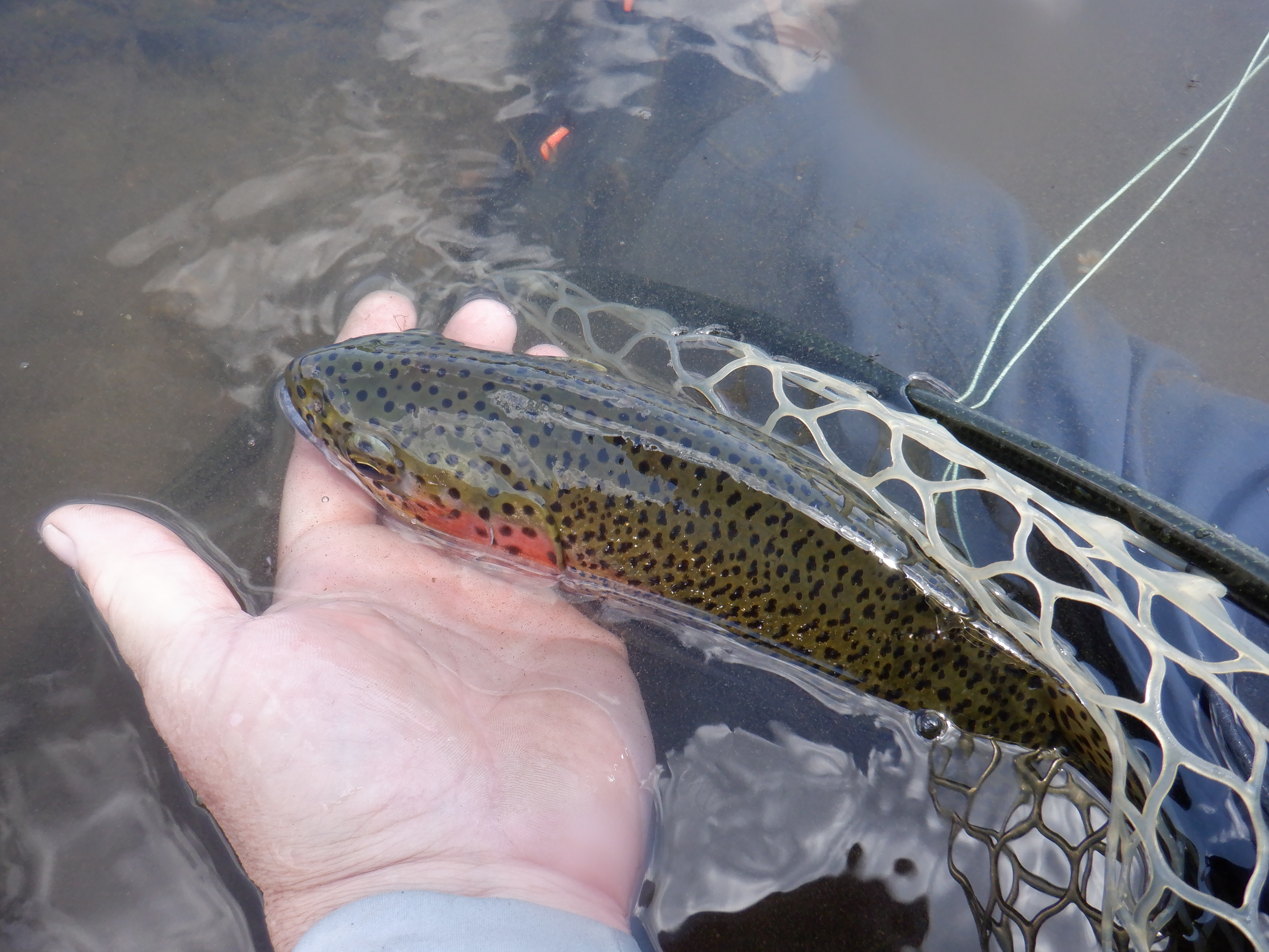 Another nice rainbow specimen