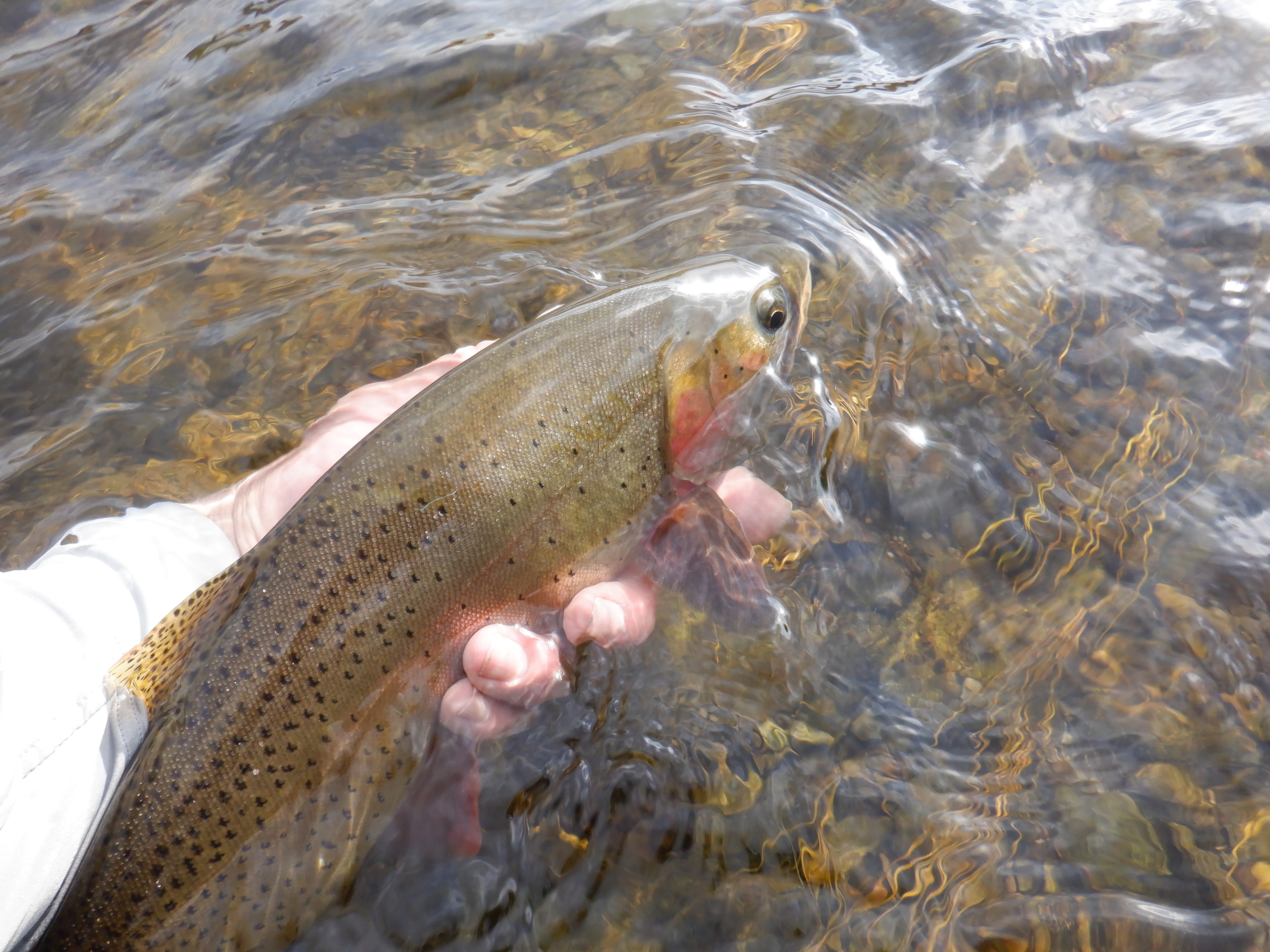 A Green River cutthtoat trout