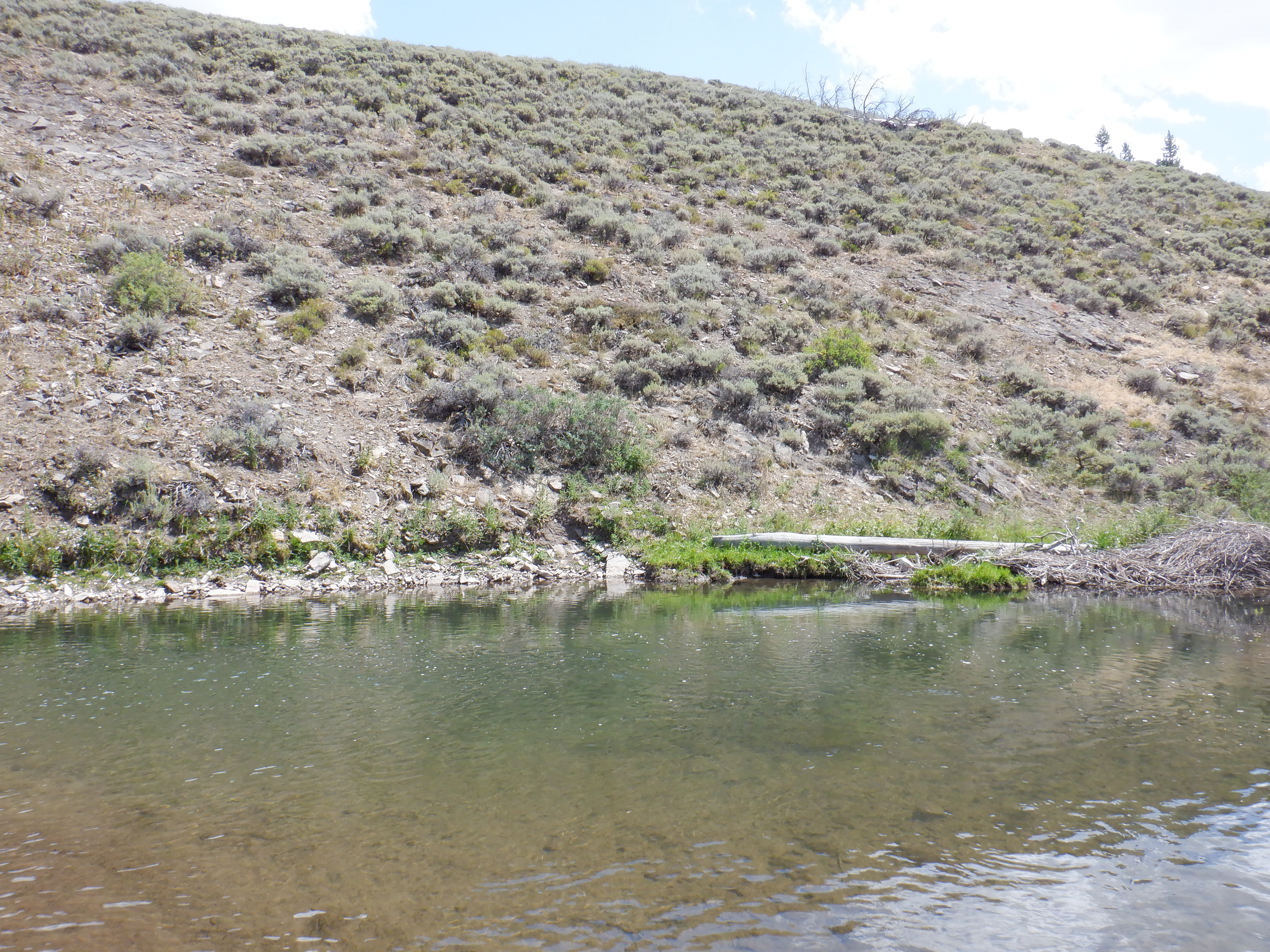 Beaver dam and pool on La Barge creek