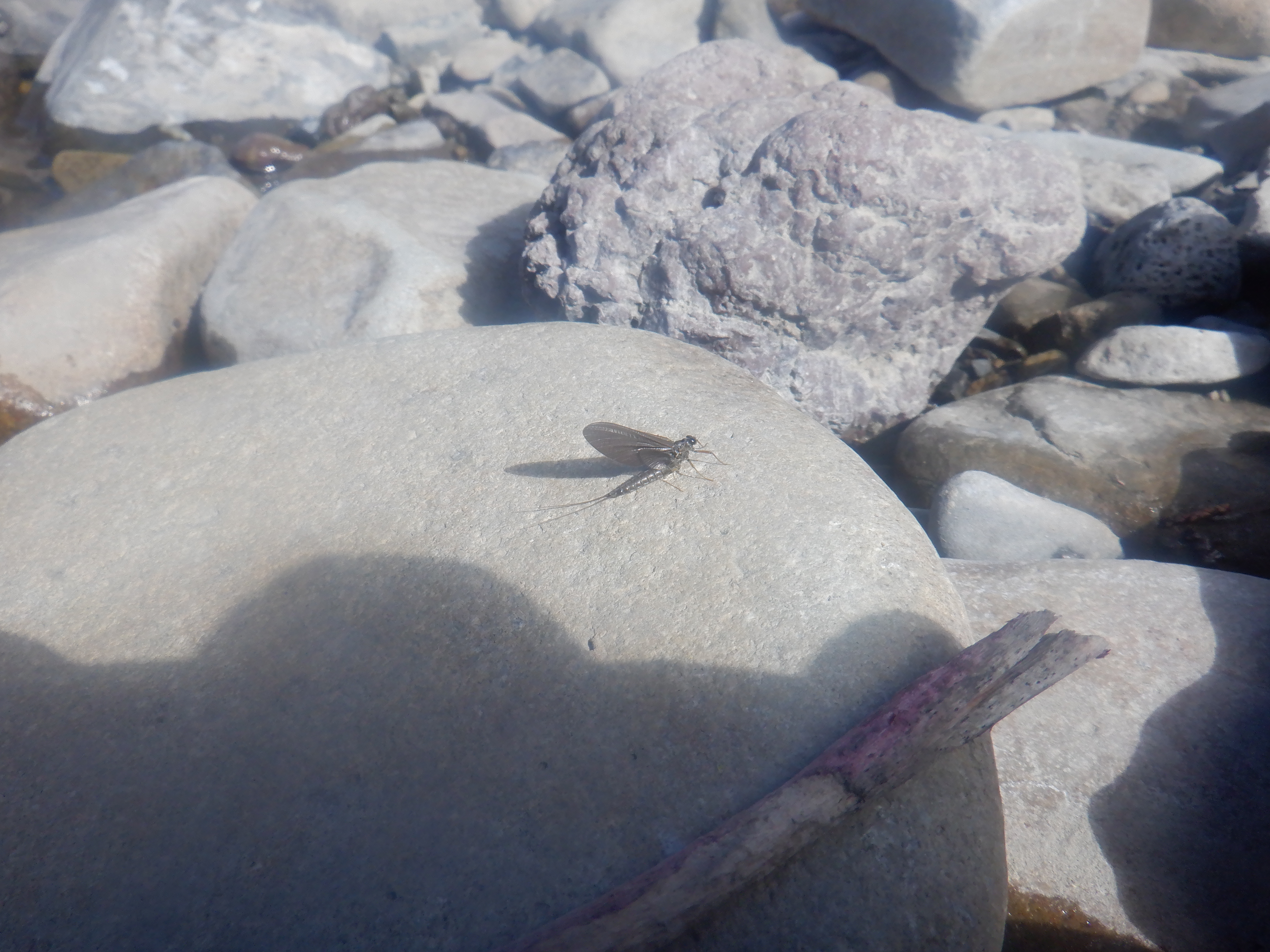 Gardner River Drake II