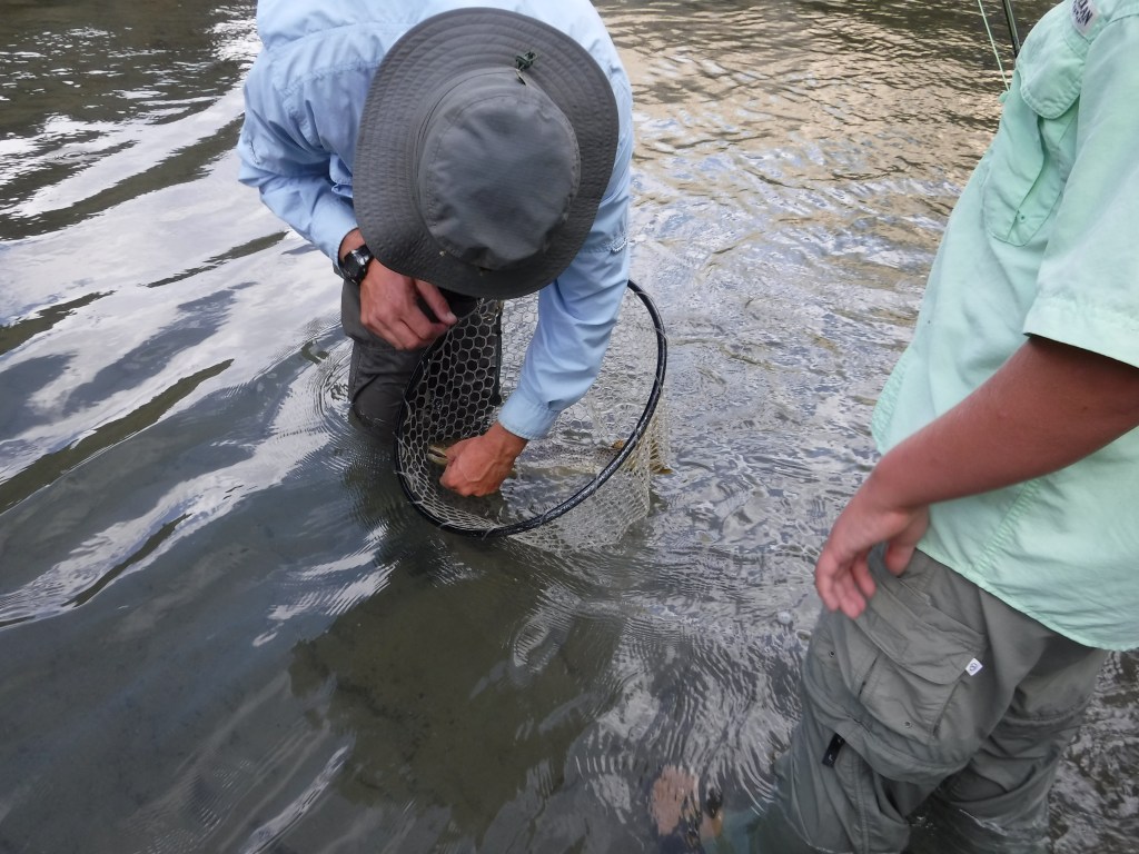Guide unhooks a brown trout