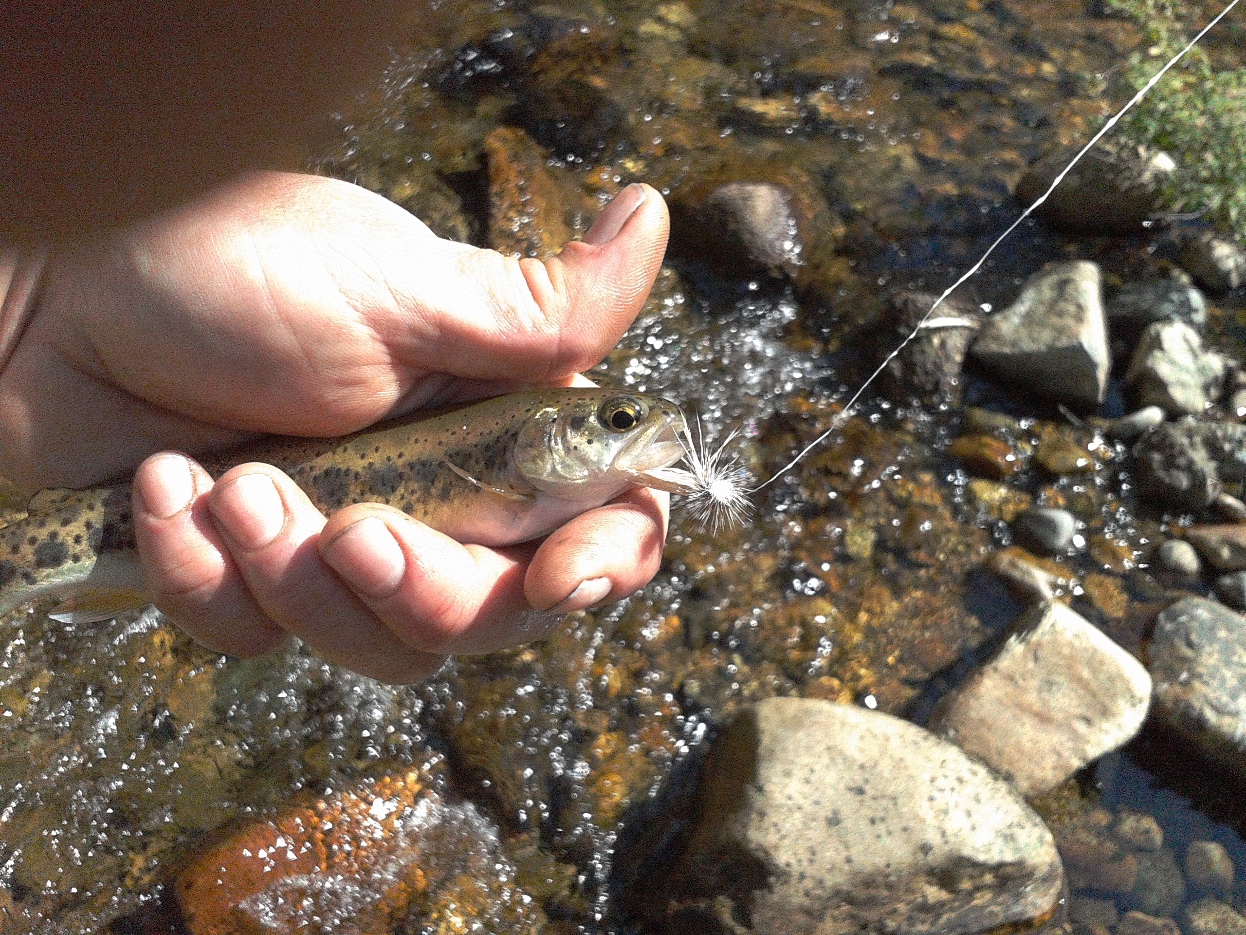 Yuba River Rainbow