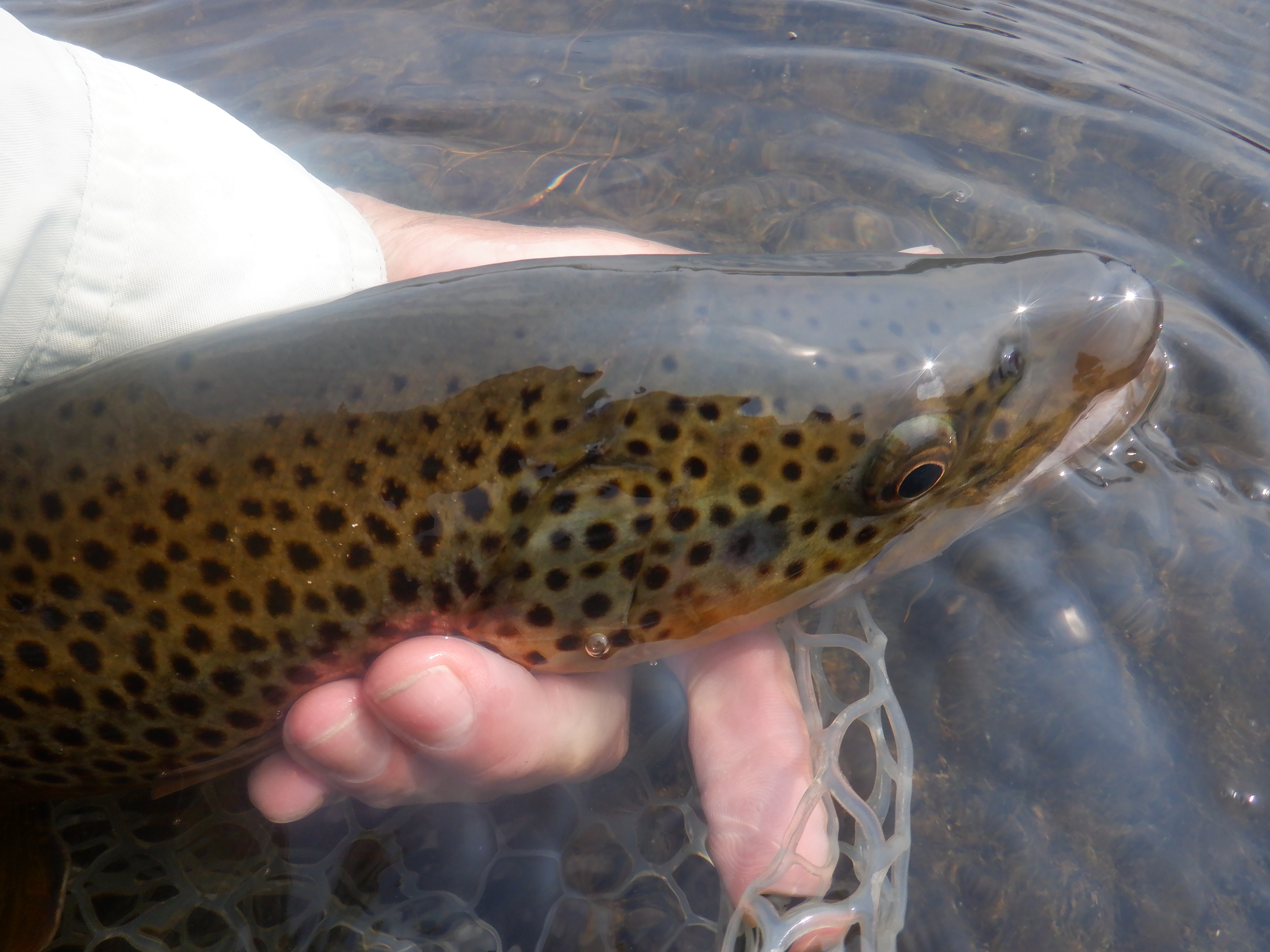 Bighorn River Brown, 2021