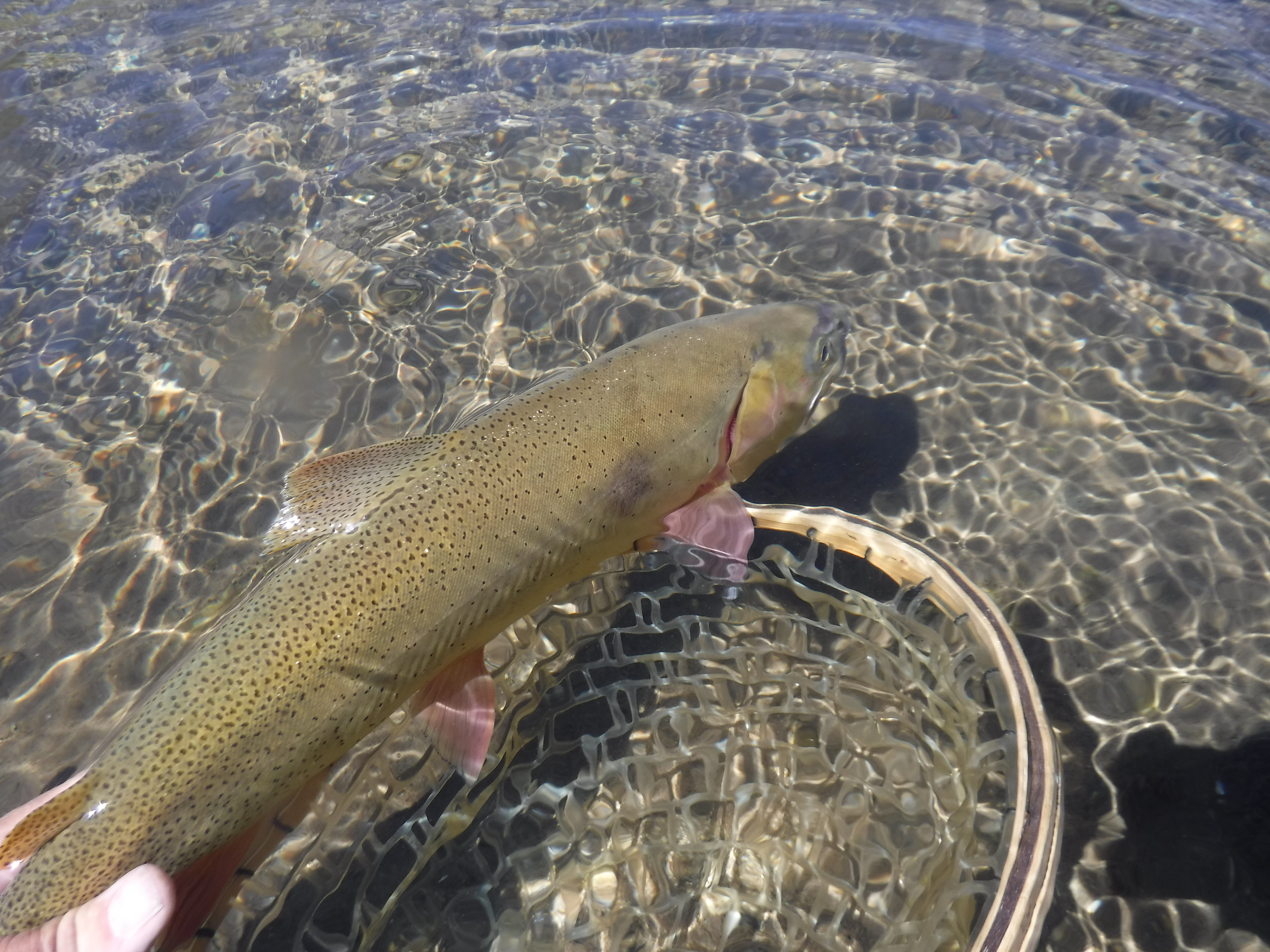 20" Flat Creek Cutthroat, 2020