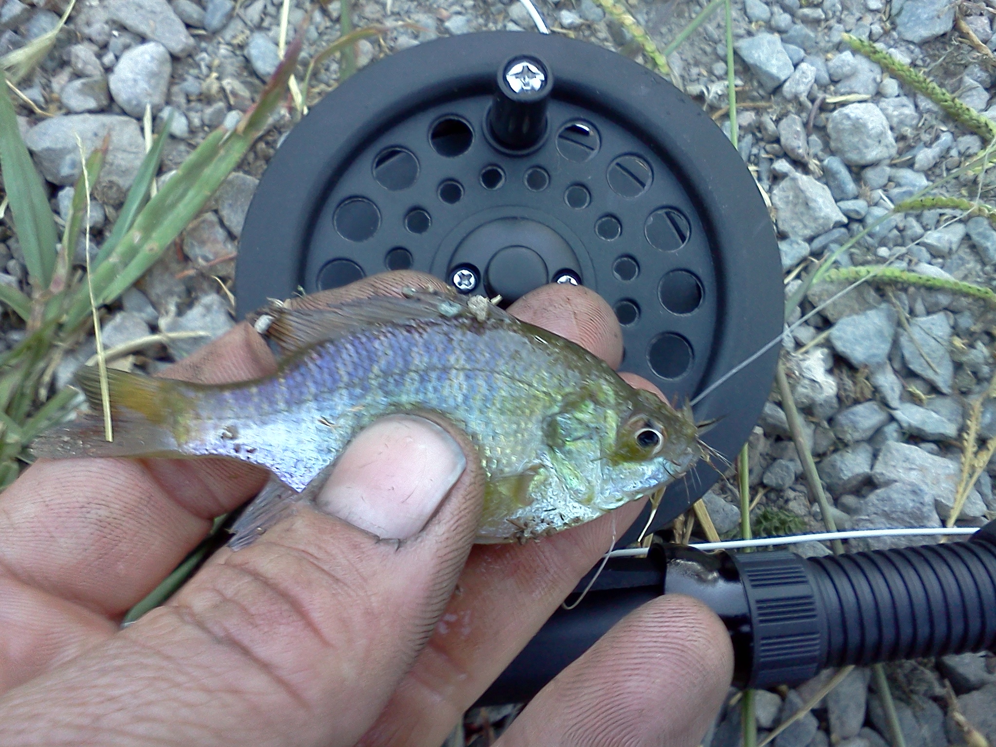 Bluegill on the $20 Amazon rod