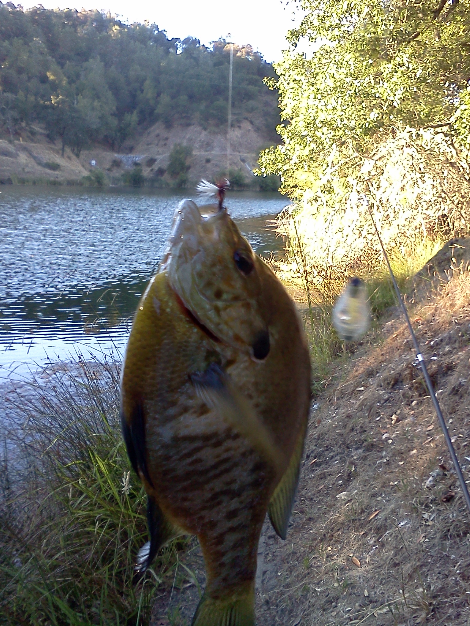 Phoenix Lake Bluegill