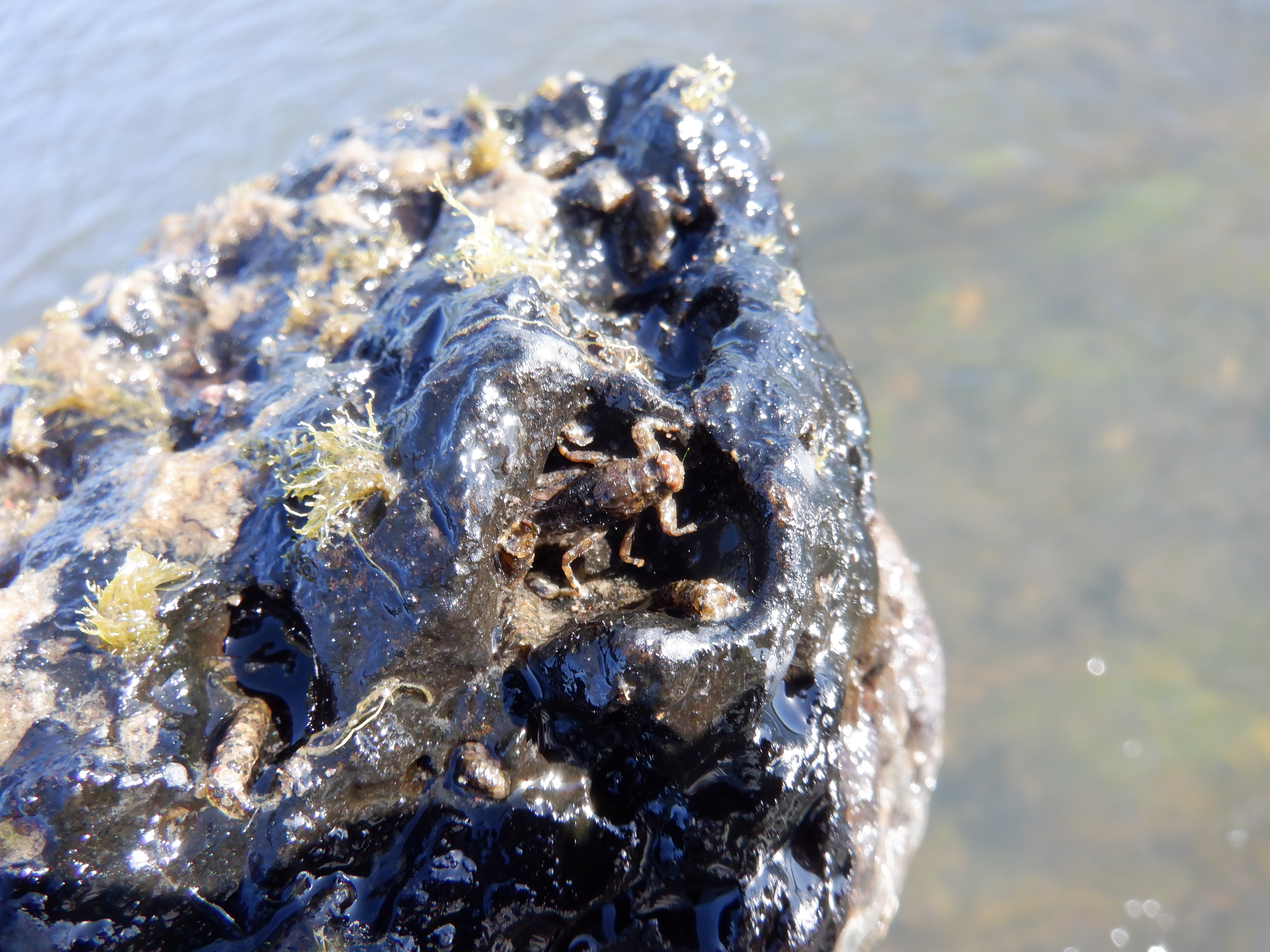 A fat green drake nymph