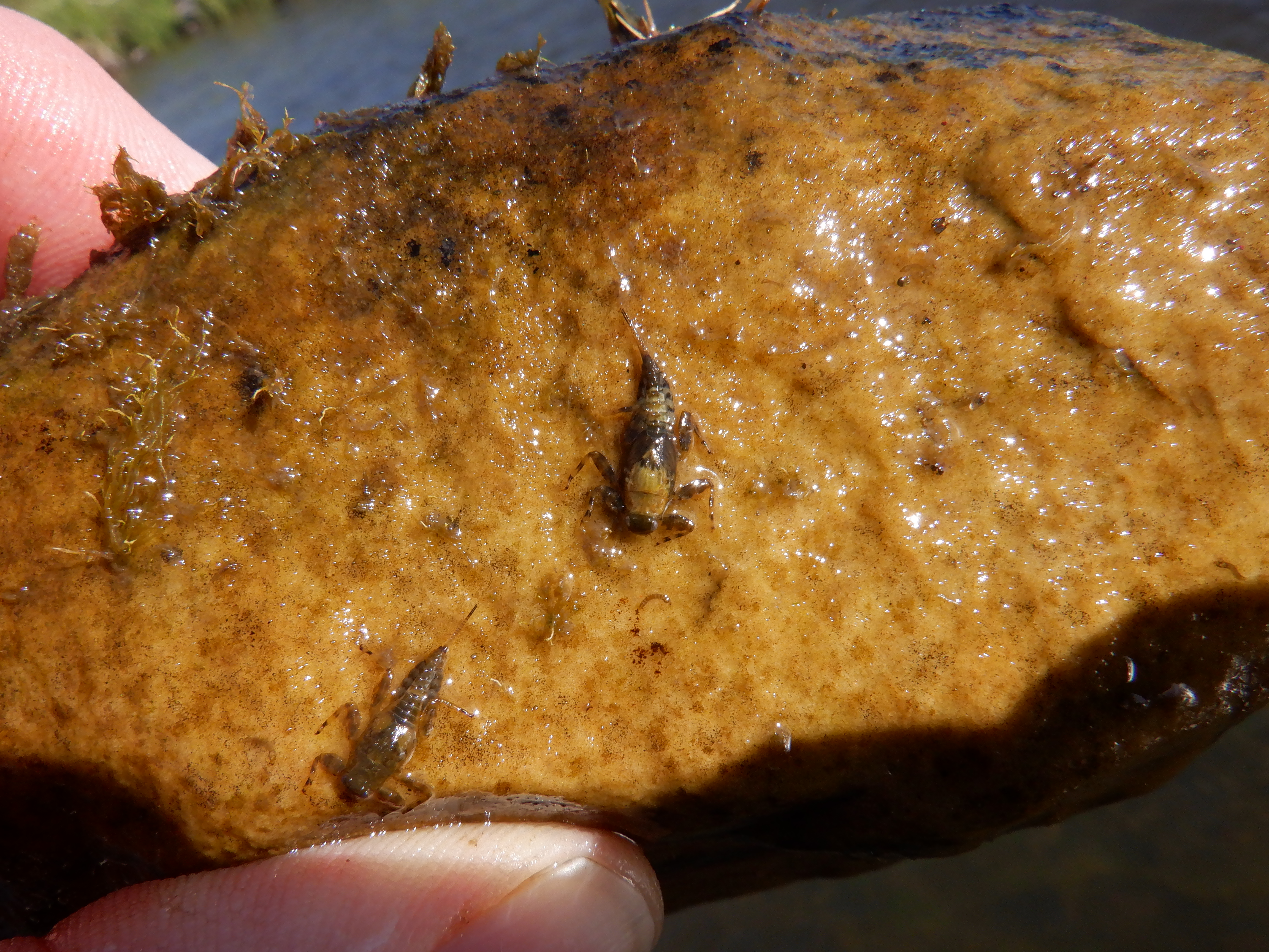 More green drakes ready to pop