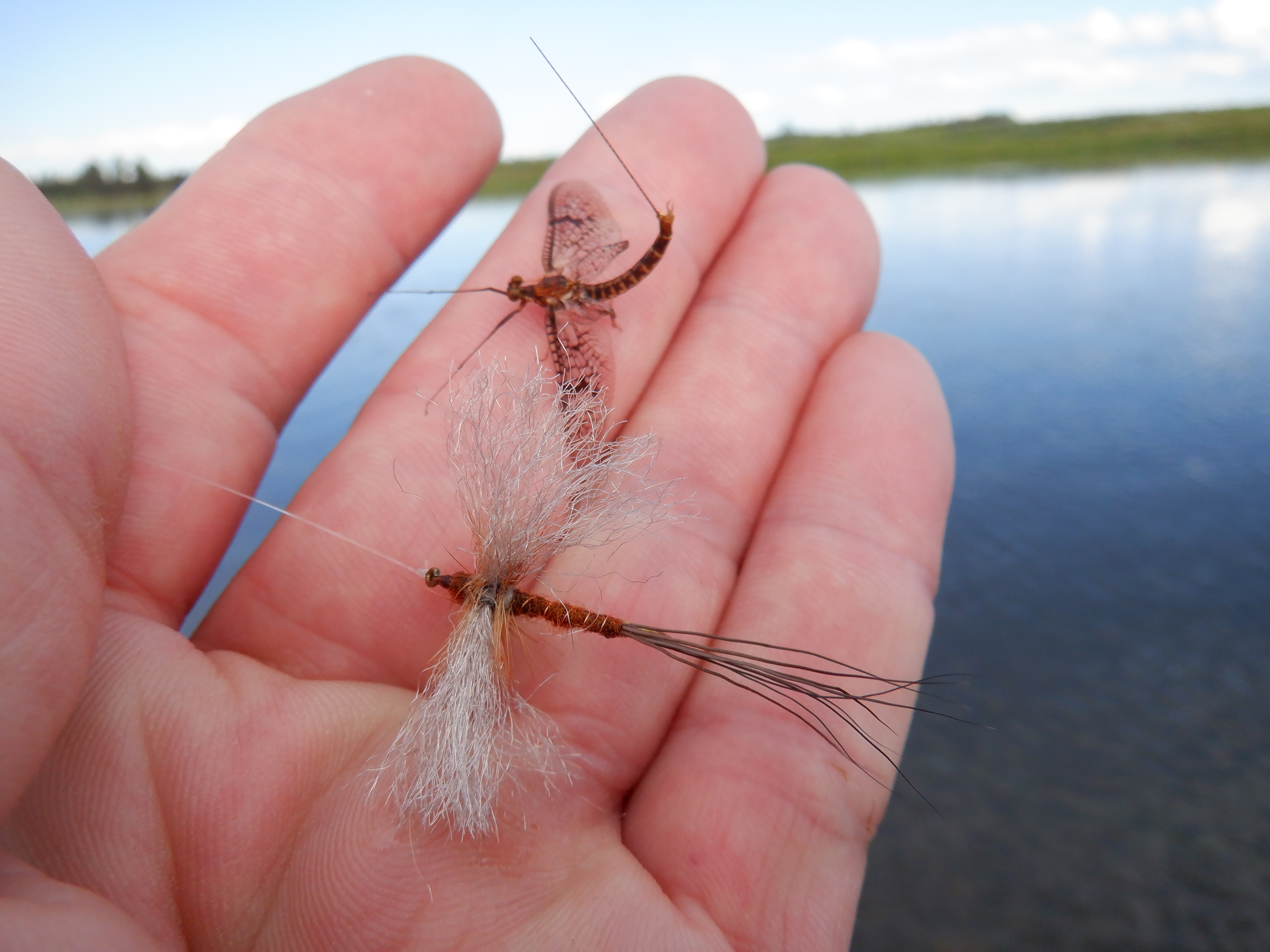 Brown drake spinners