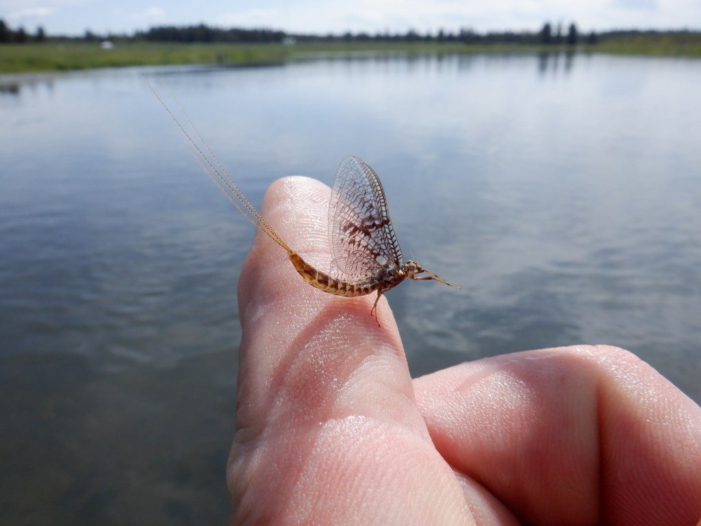 A brown drake dun on the Henrys Fork in 2025