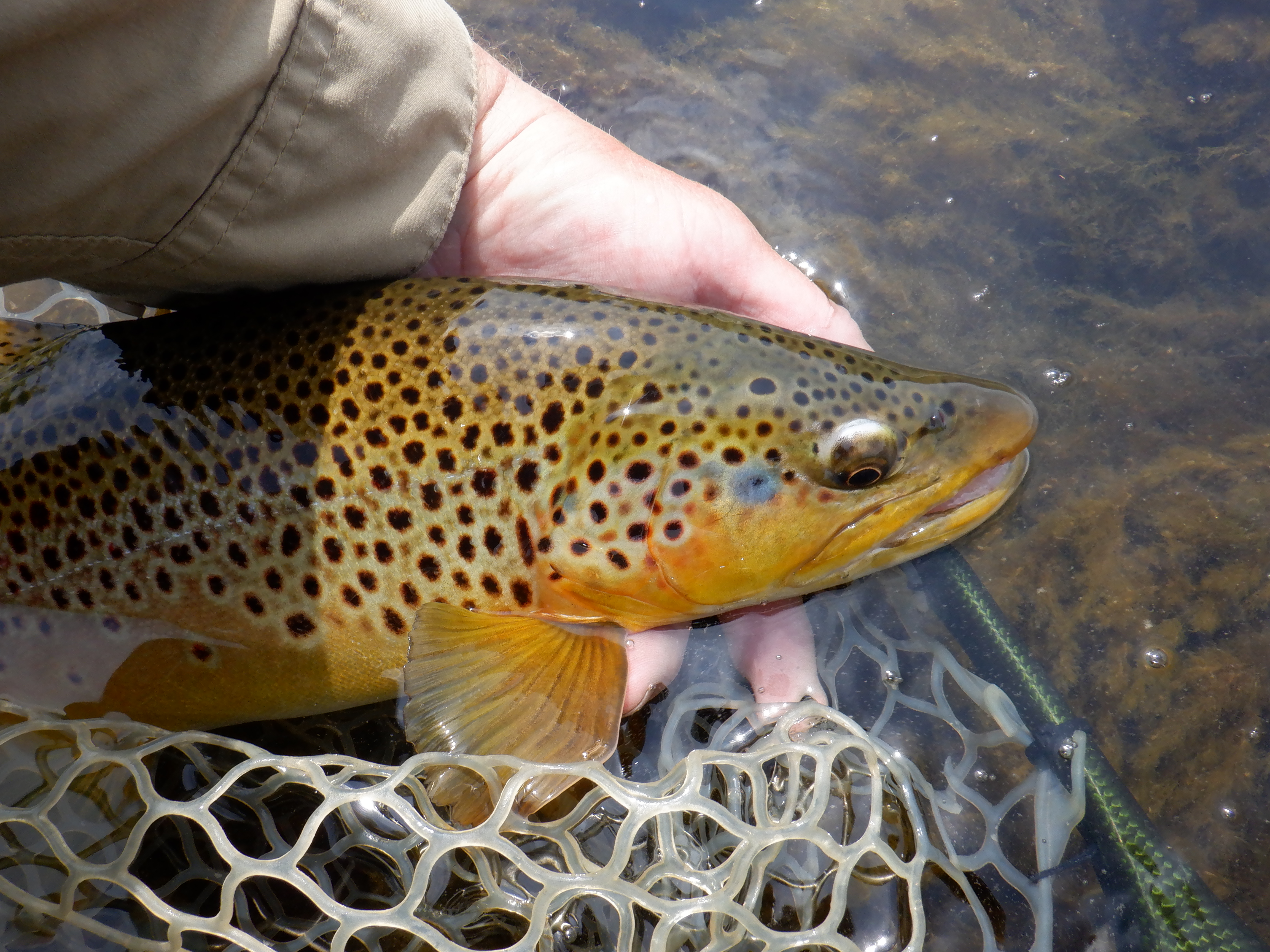 The first fish of this year's Bighorn trip. Amazing.