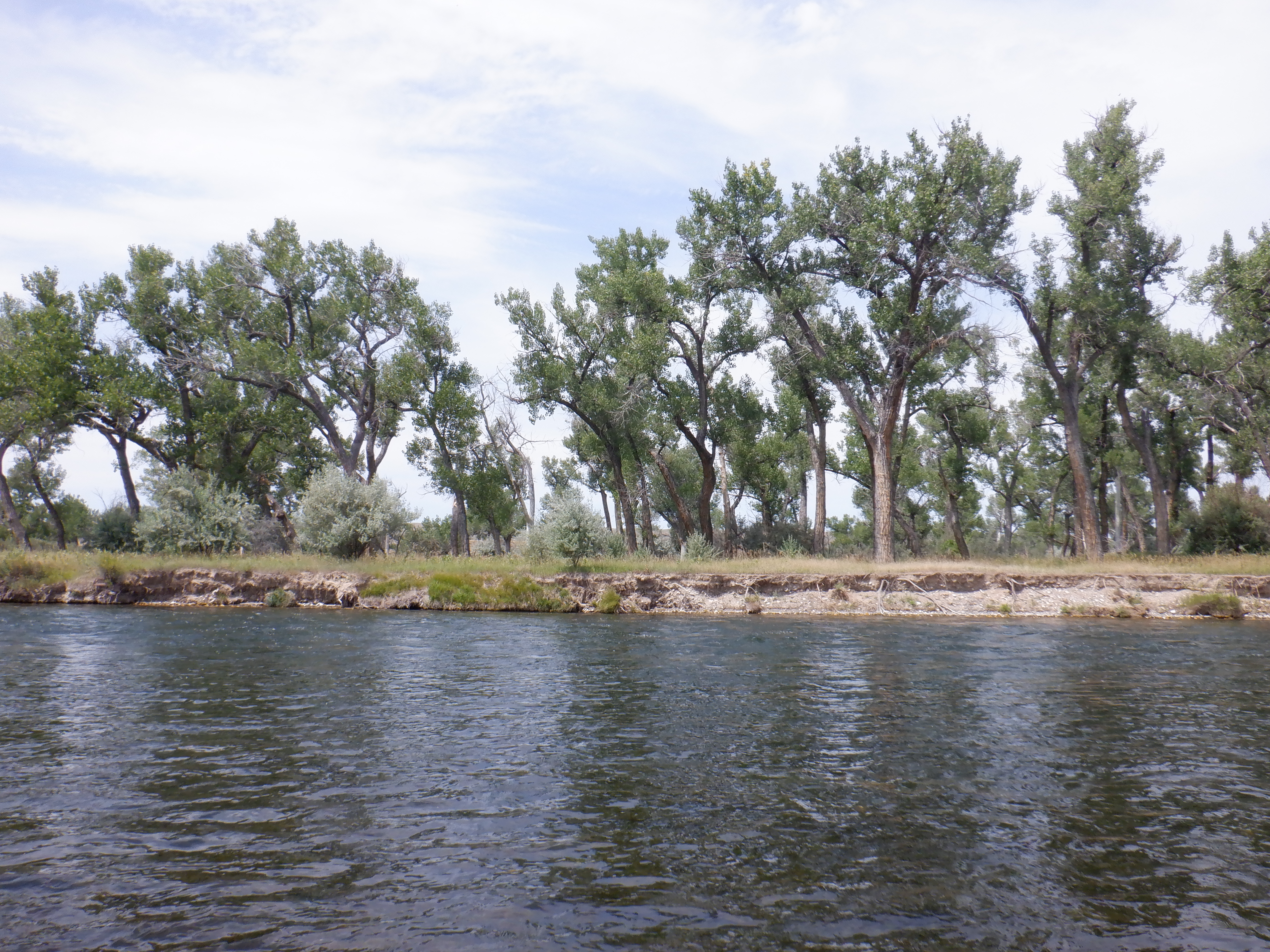 Bighorn river near 3 Mile Islands