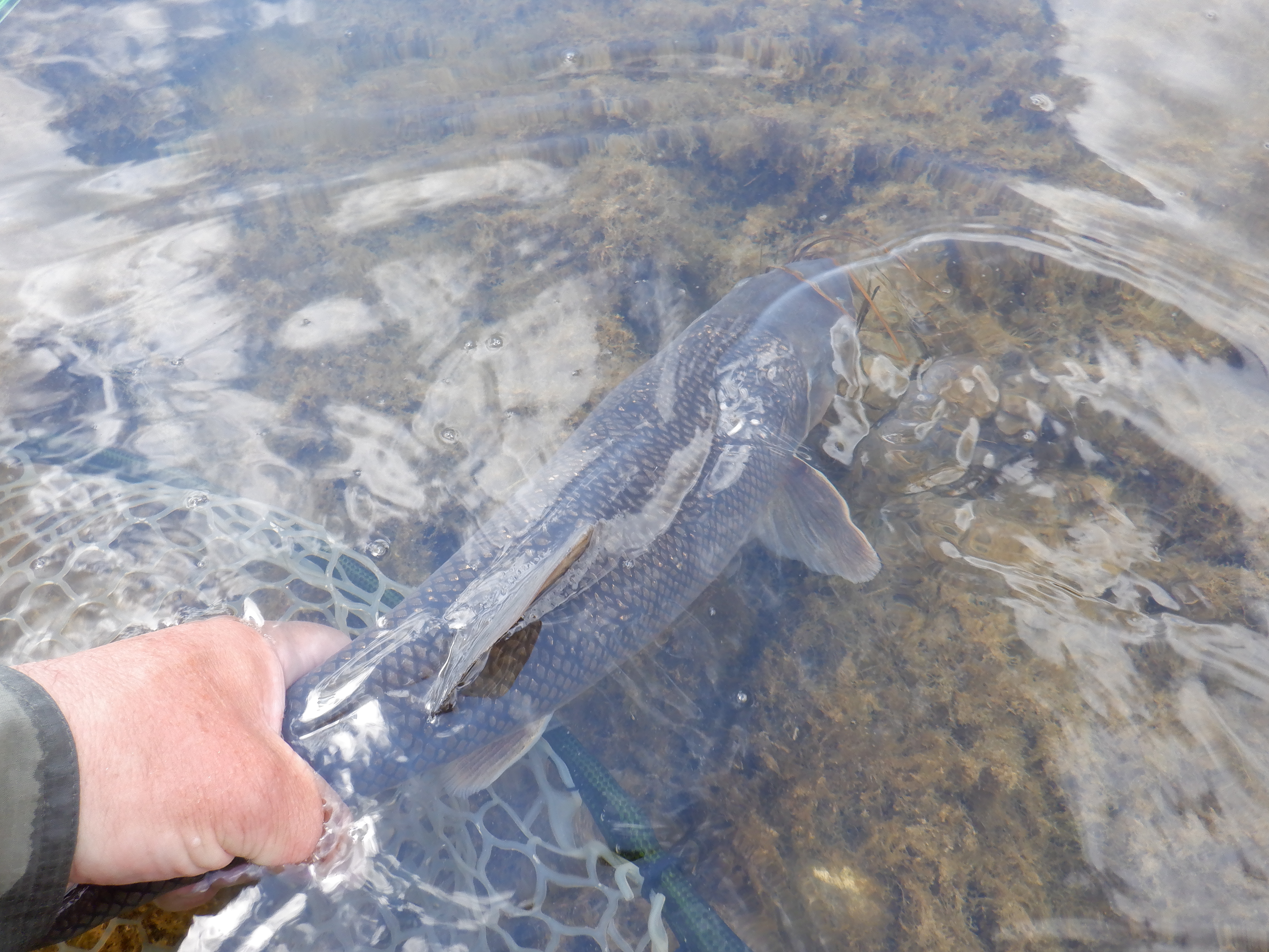 Native sucker fish on the Bighorn river