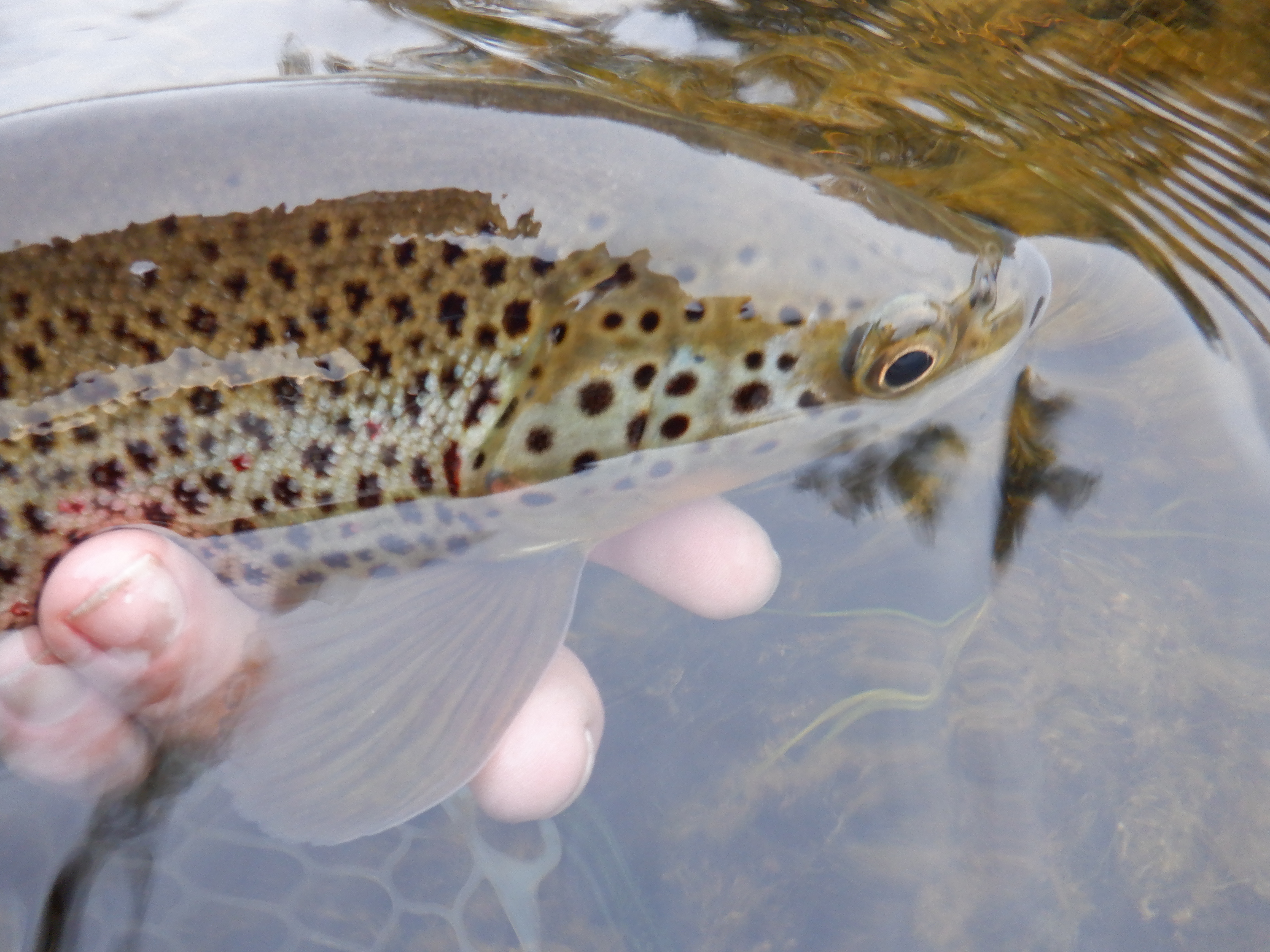 PMD-eating Birghorn Brown