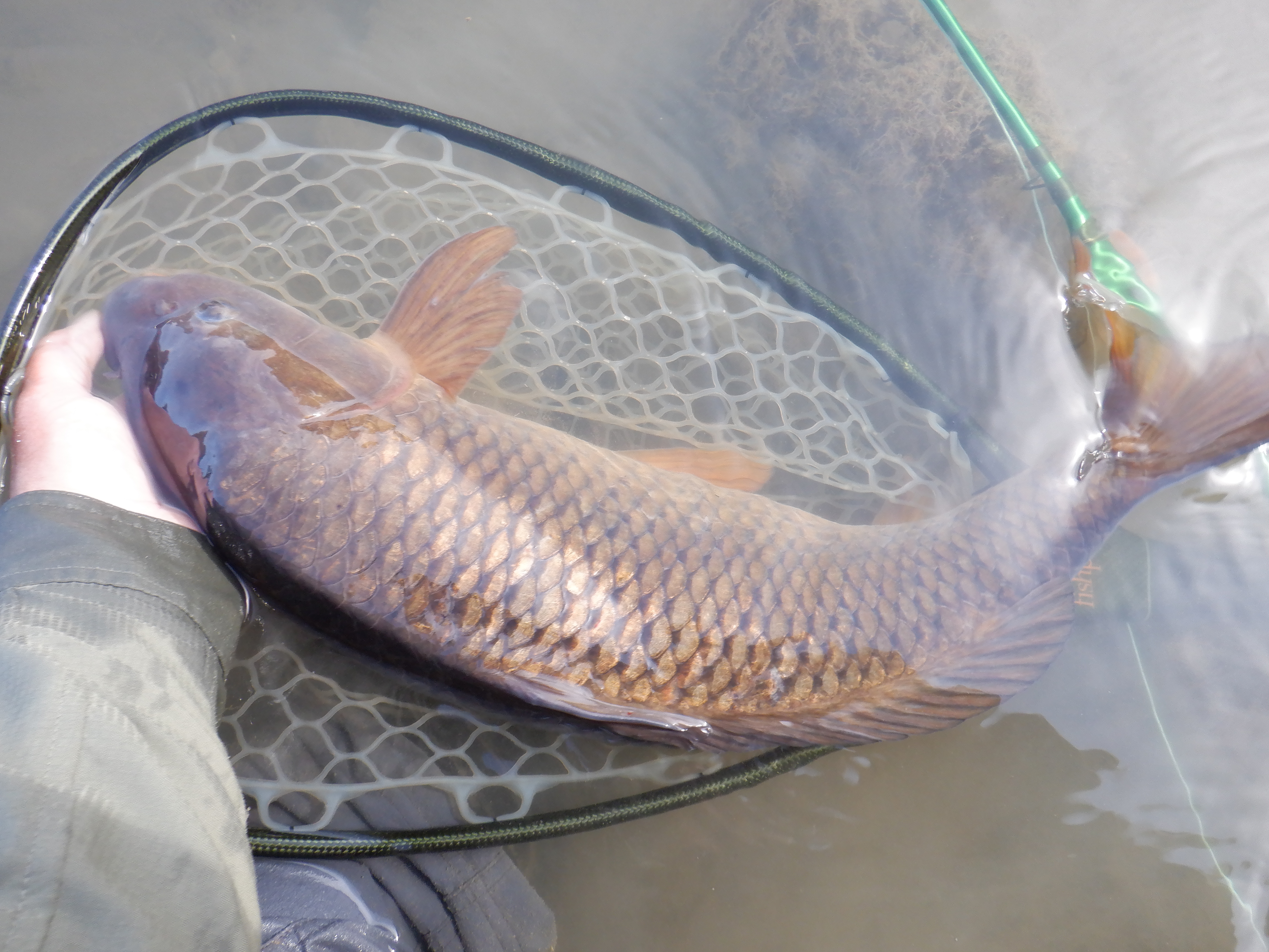 Bighorn carp are big