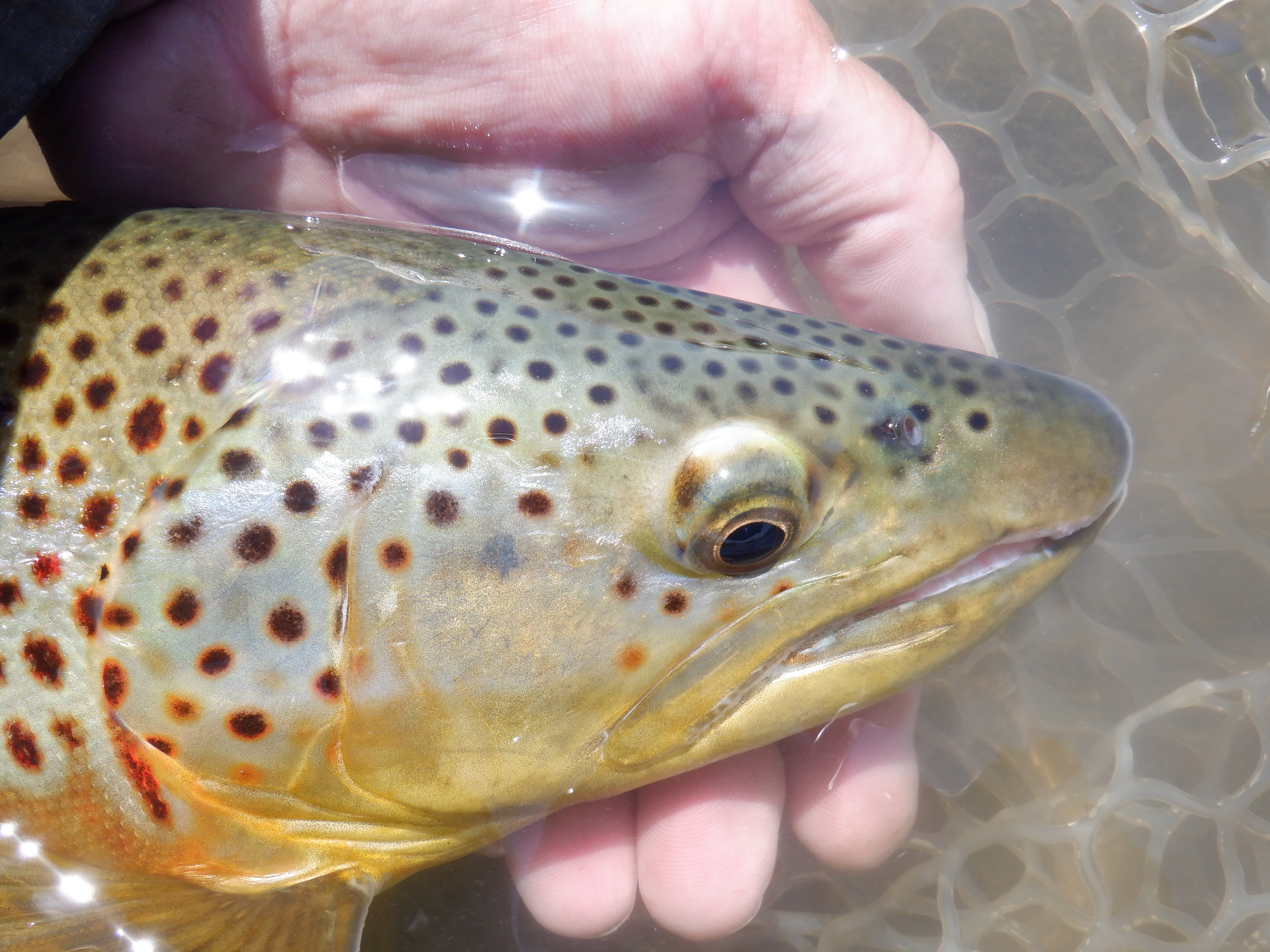Perfect Bighorn brown trout
