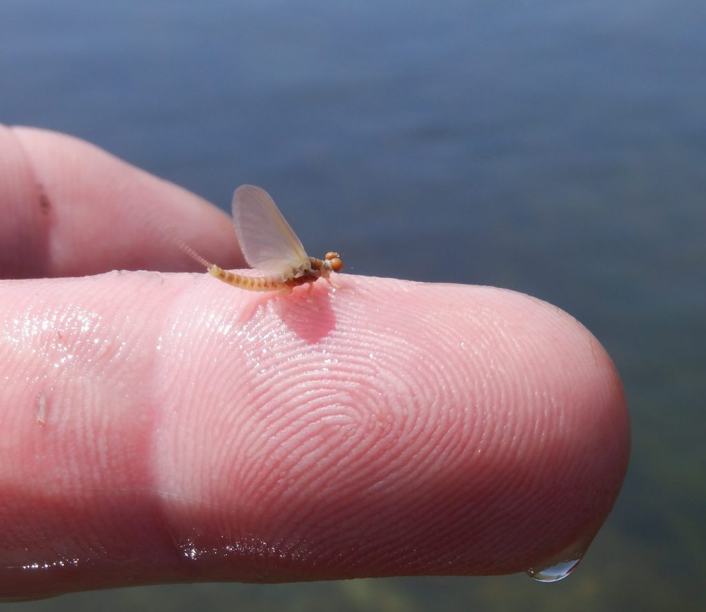 Pale Morning Dun Mayfly