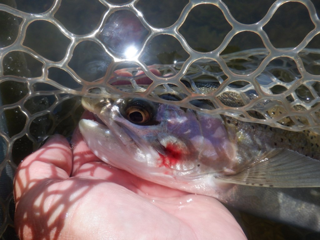  Foul hooked in the cheek