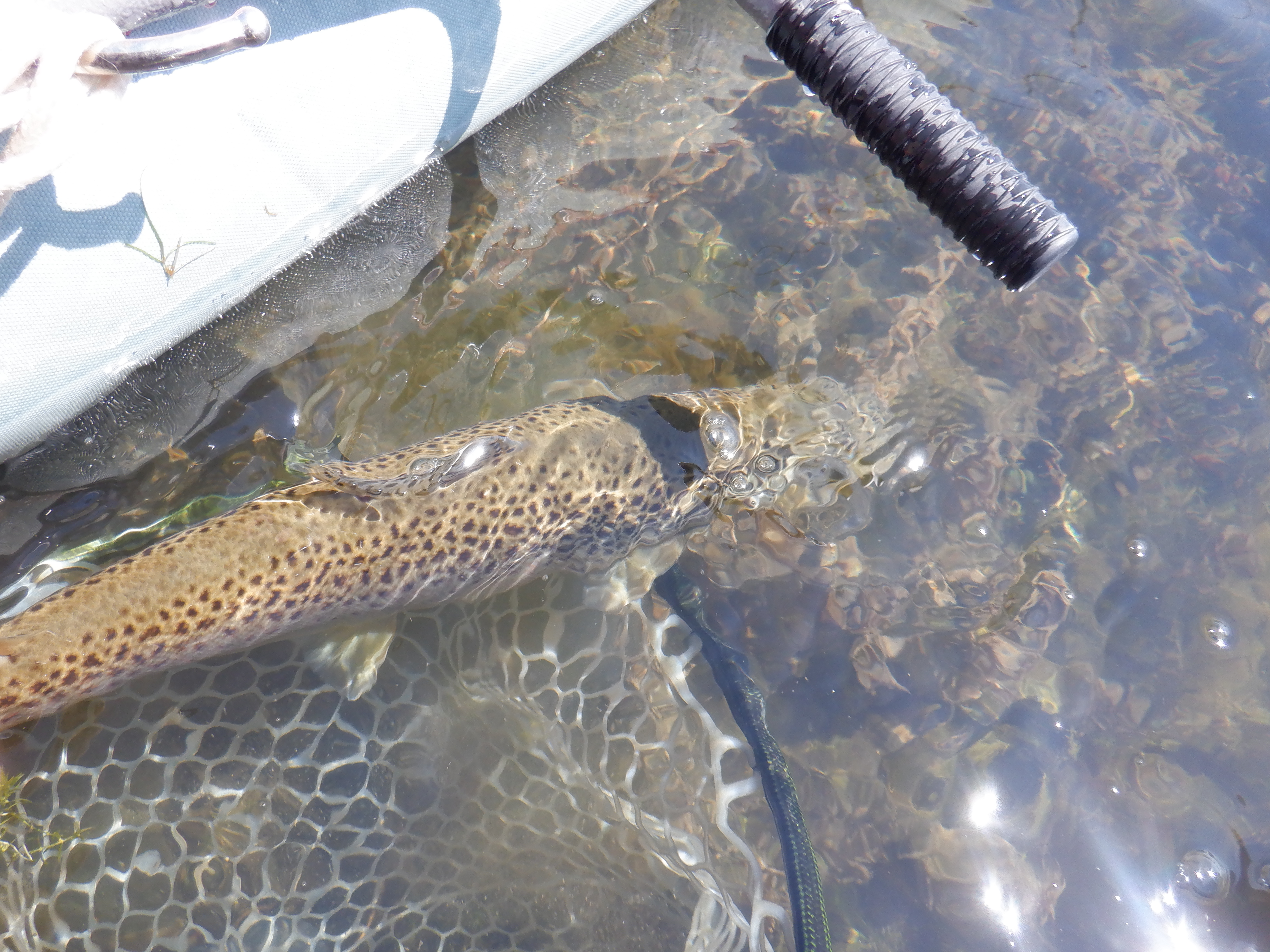 Hebgen Brown Trout