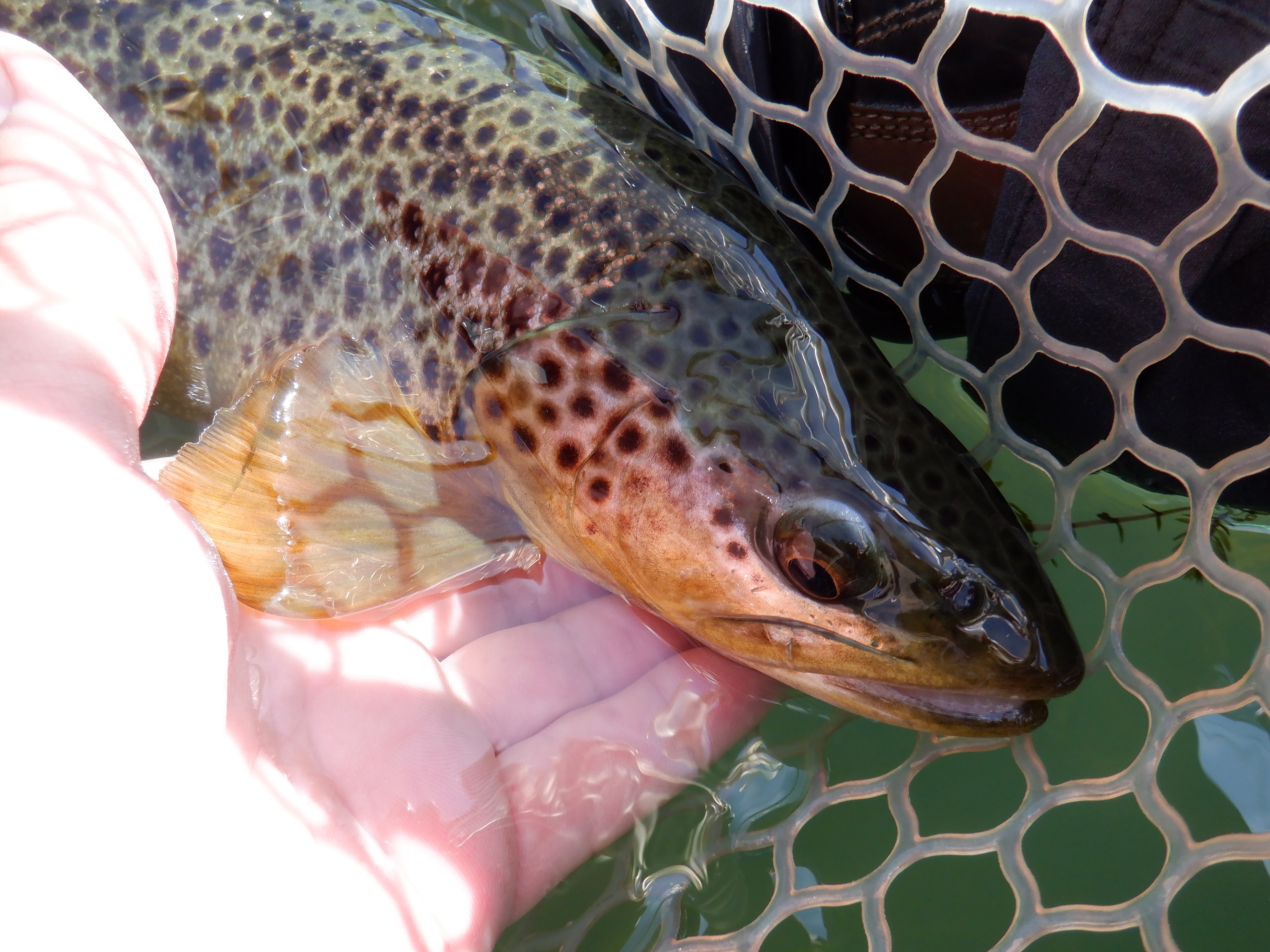 Hebgen Brown Trout