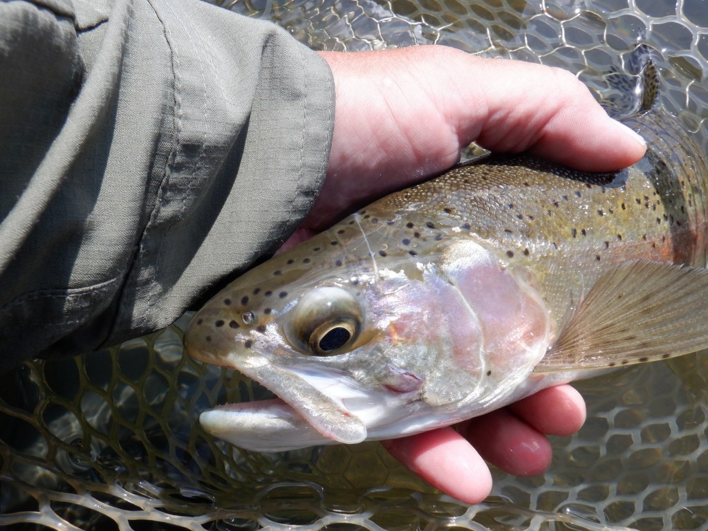 Survivor Rainbow Trout