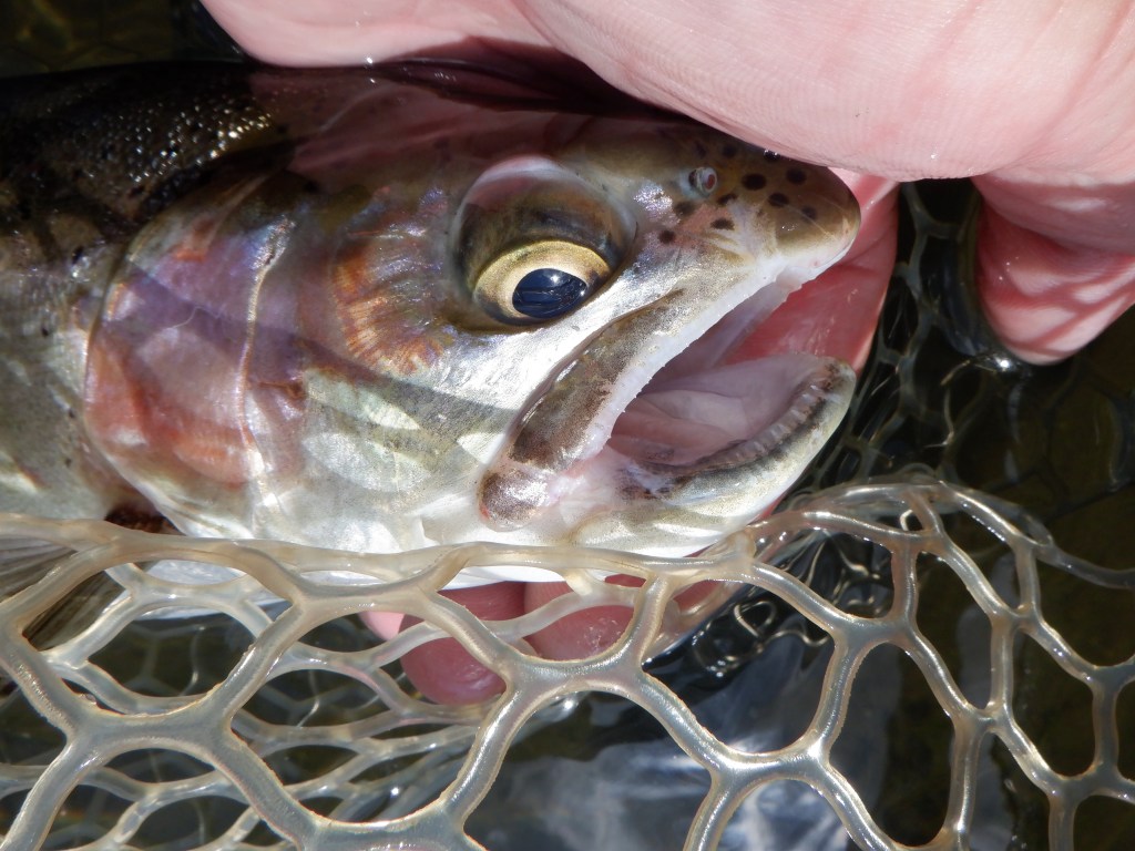 Disfigured Rainbow Trout