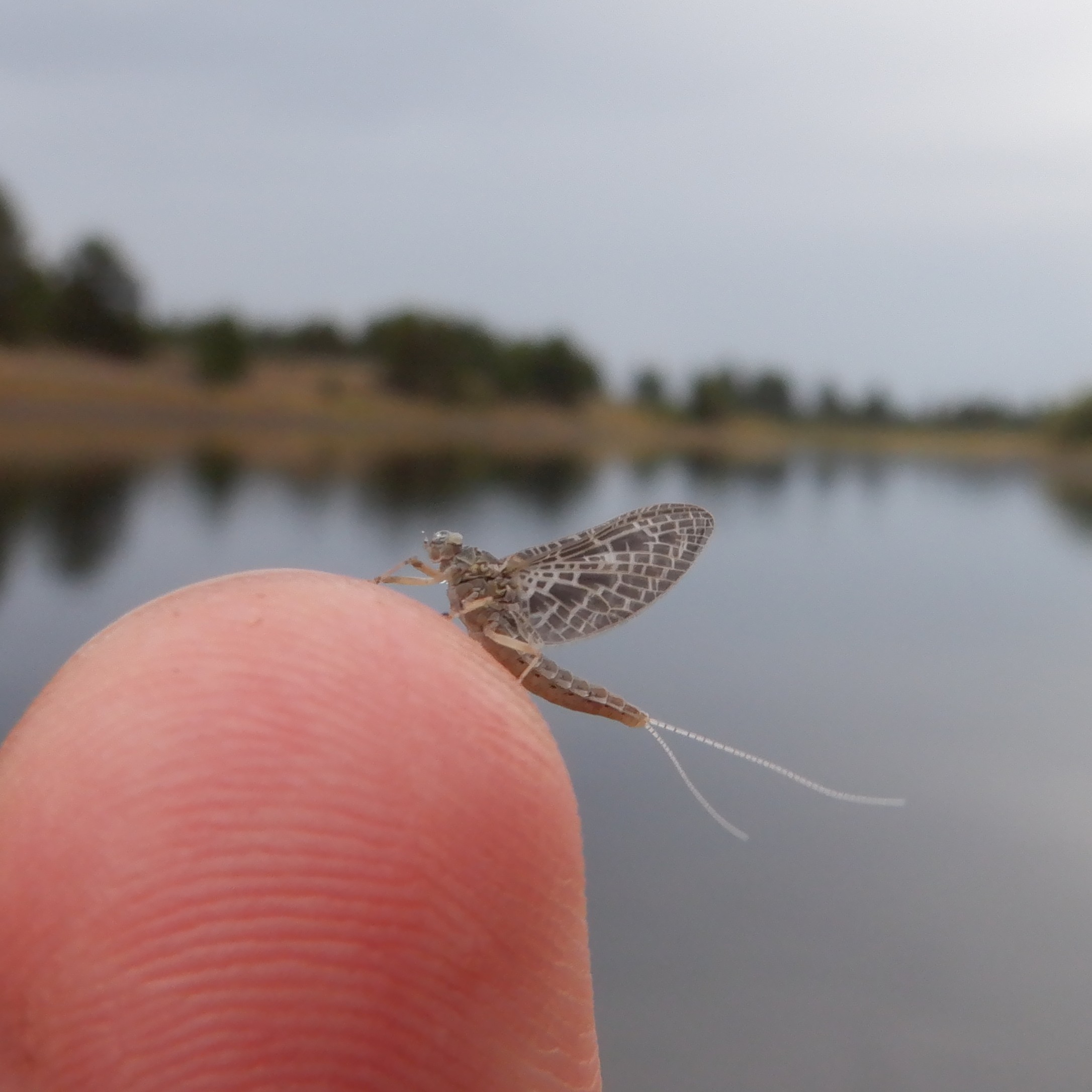 A callibaetis mayfly dun.