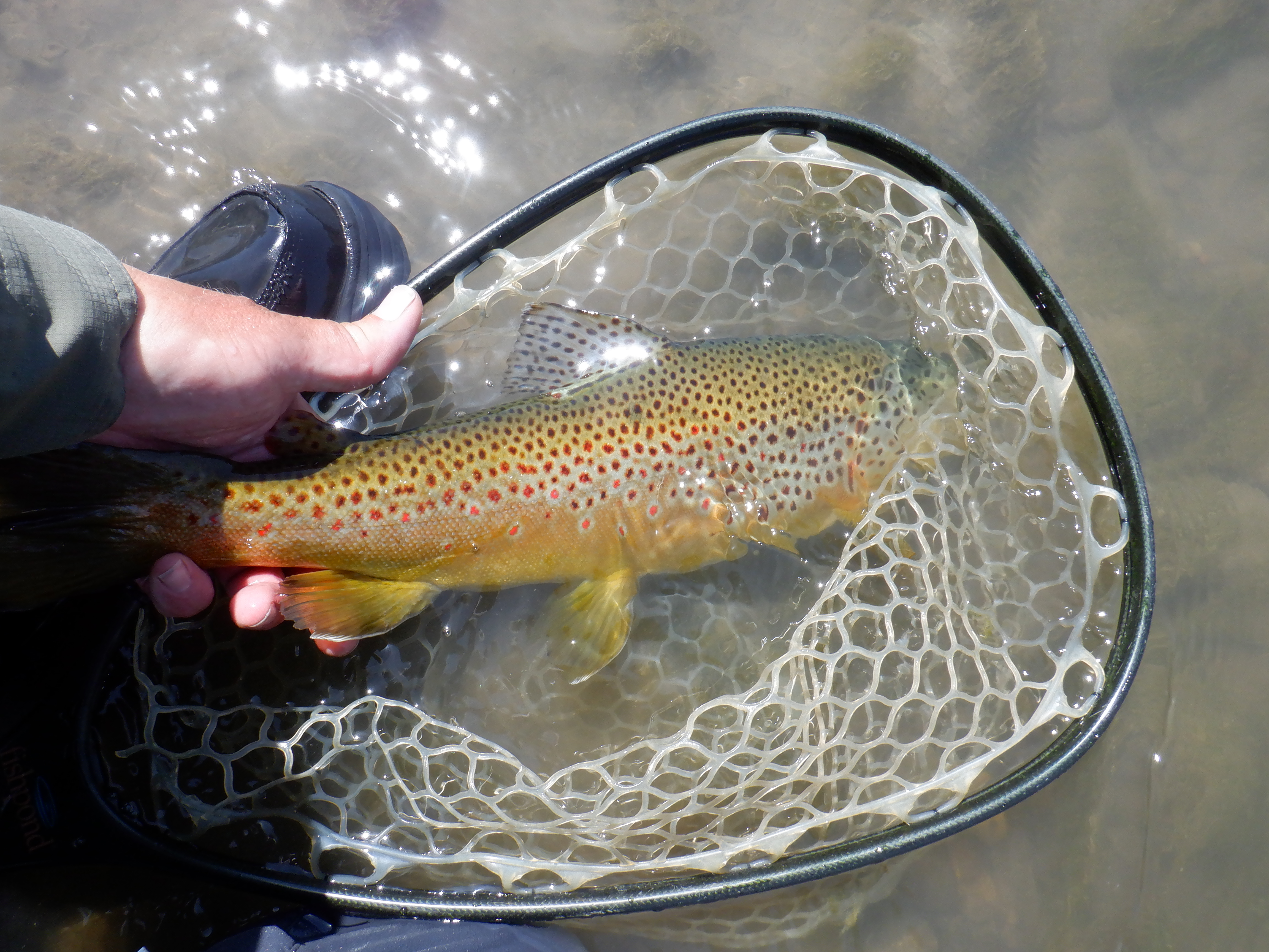 I spent the last week of July and the first days of August on the Bighorn river.