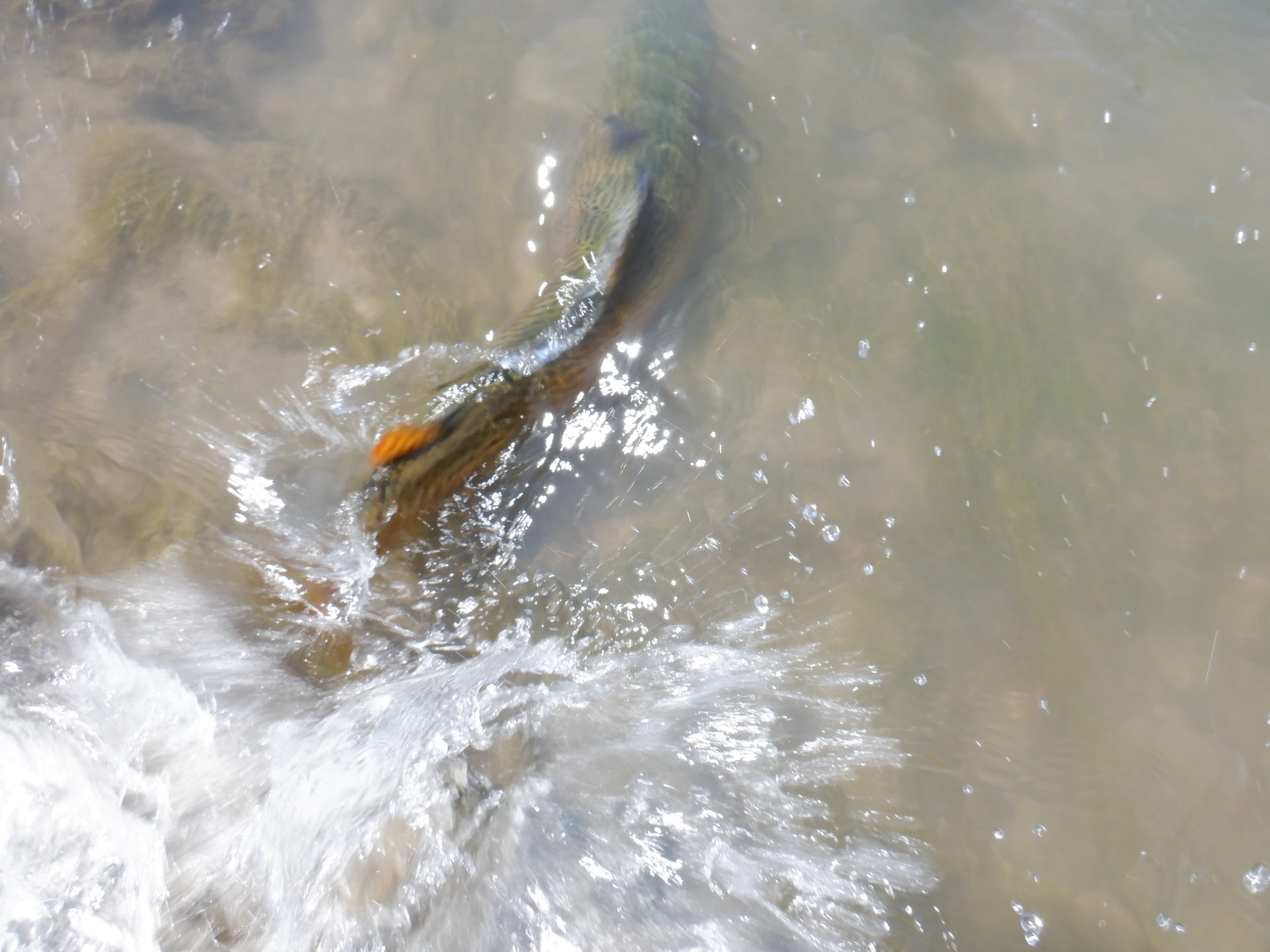 This was the first one to eat my dry fly, a Quigley-style cripple pattern