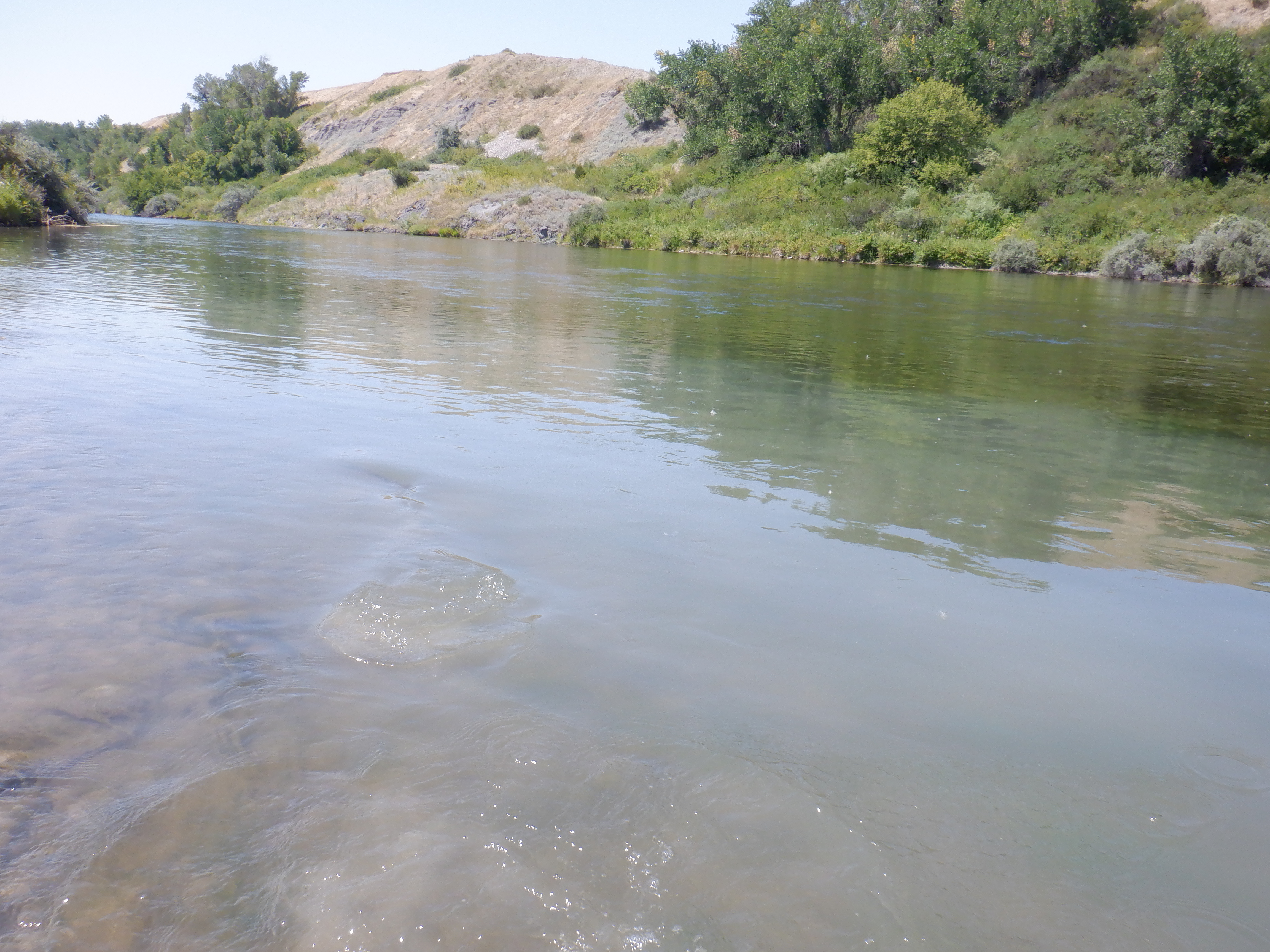 August 1 was a perfect morning on the river, a number of great eats right here in this slick above the Bighorn access.