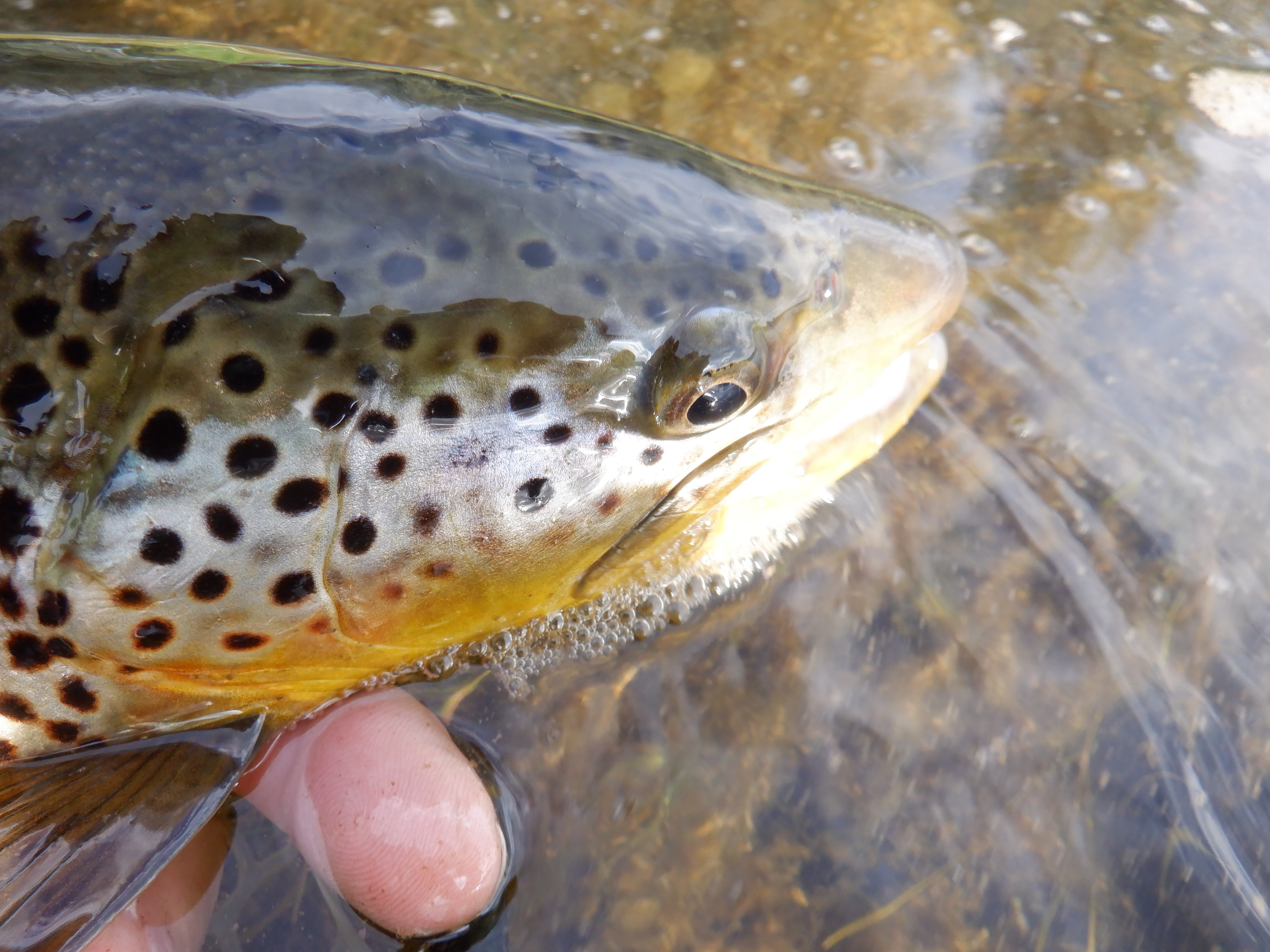 A stretch of water up by the Three Mile access had fish eating caddis in the evening.