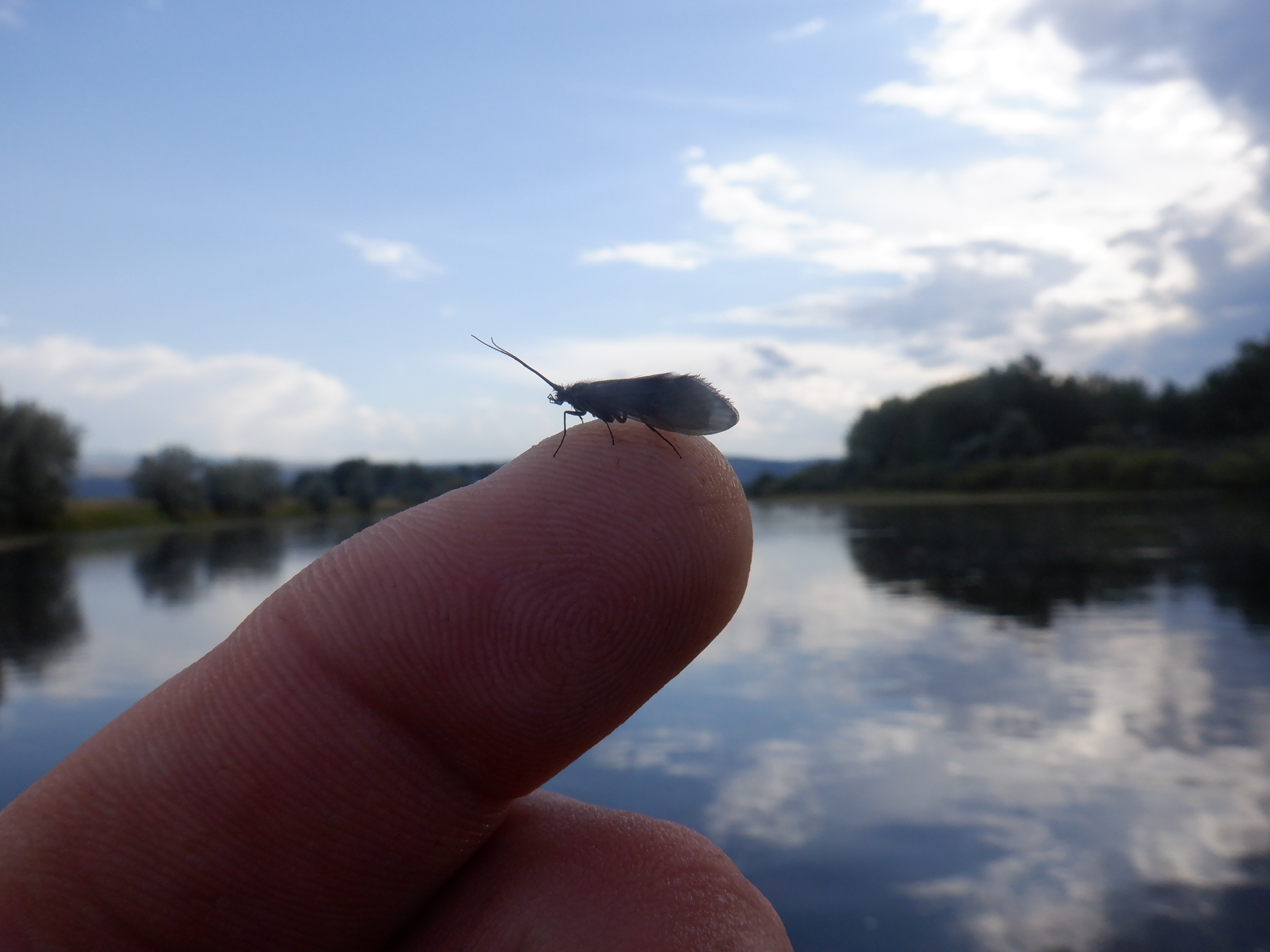 A caddis in the August evening.