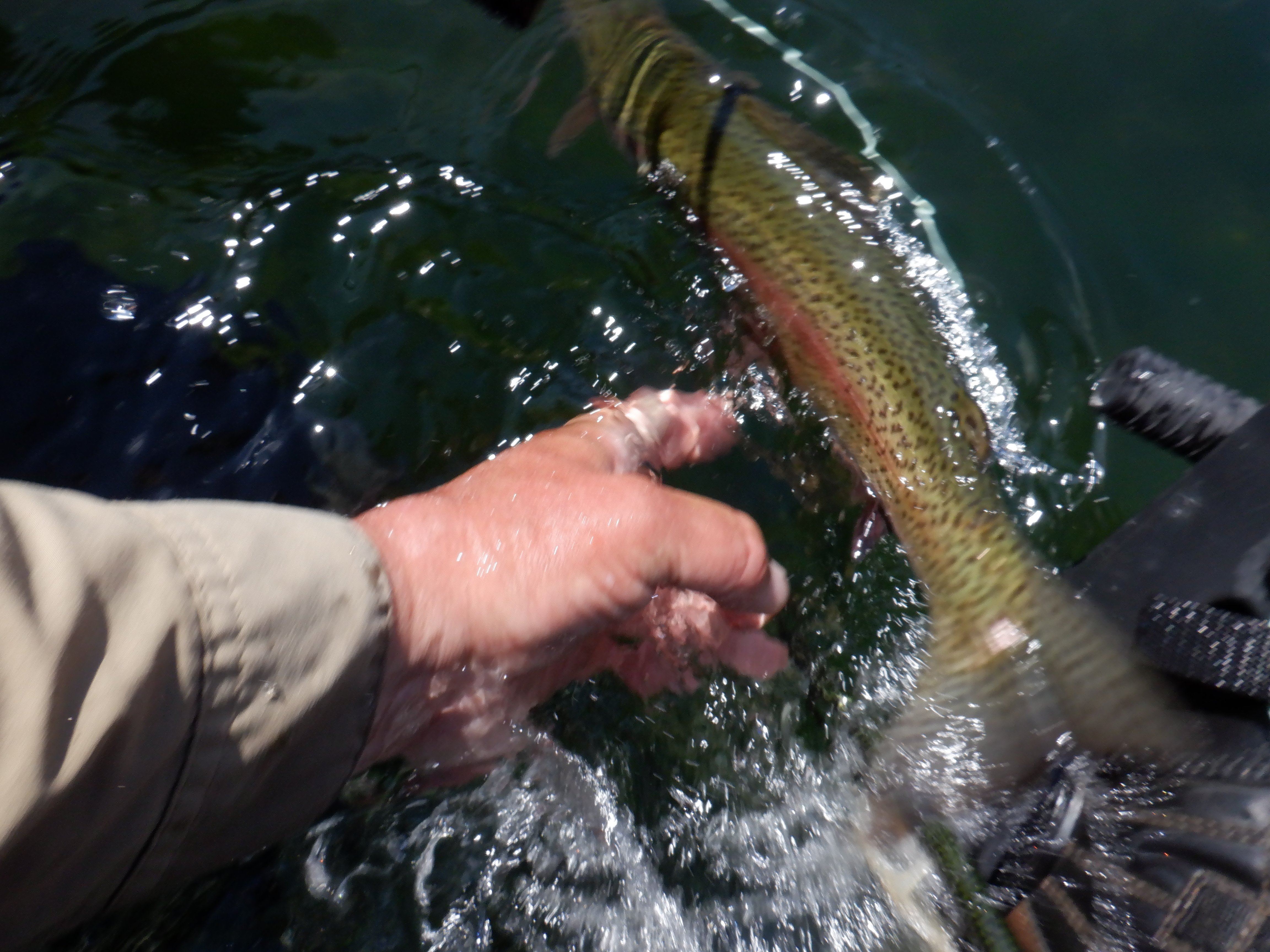 A Hebgen rainbow release.
