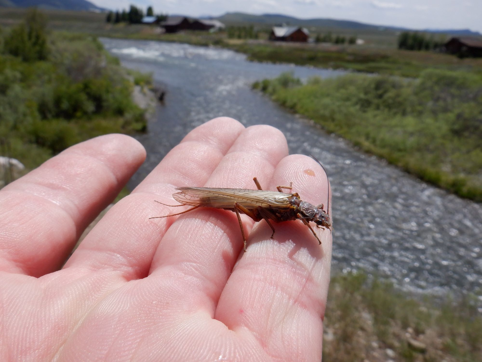 A Madison River Golden Stonefly